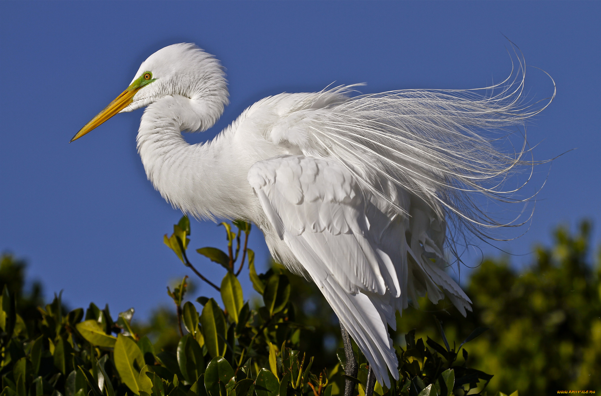 животные, цапли, , выпи, цапля