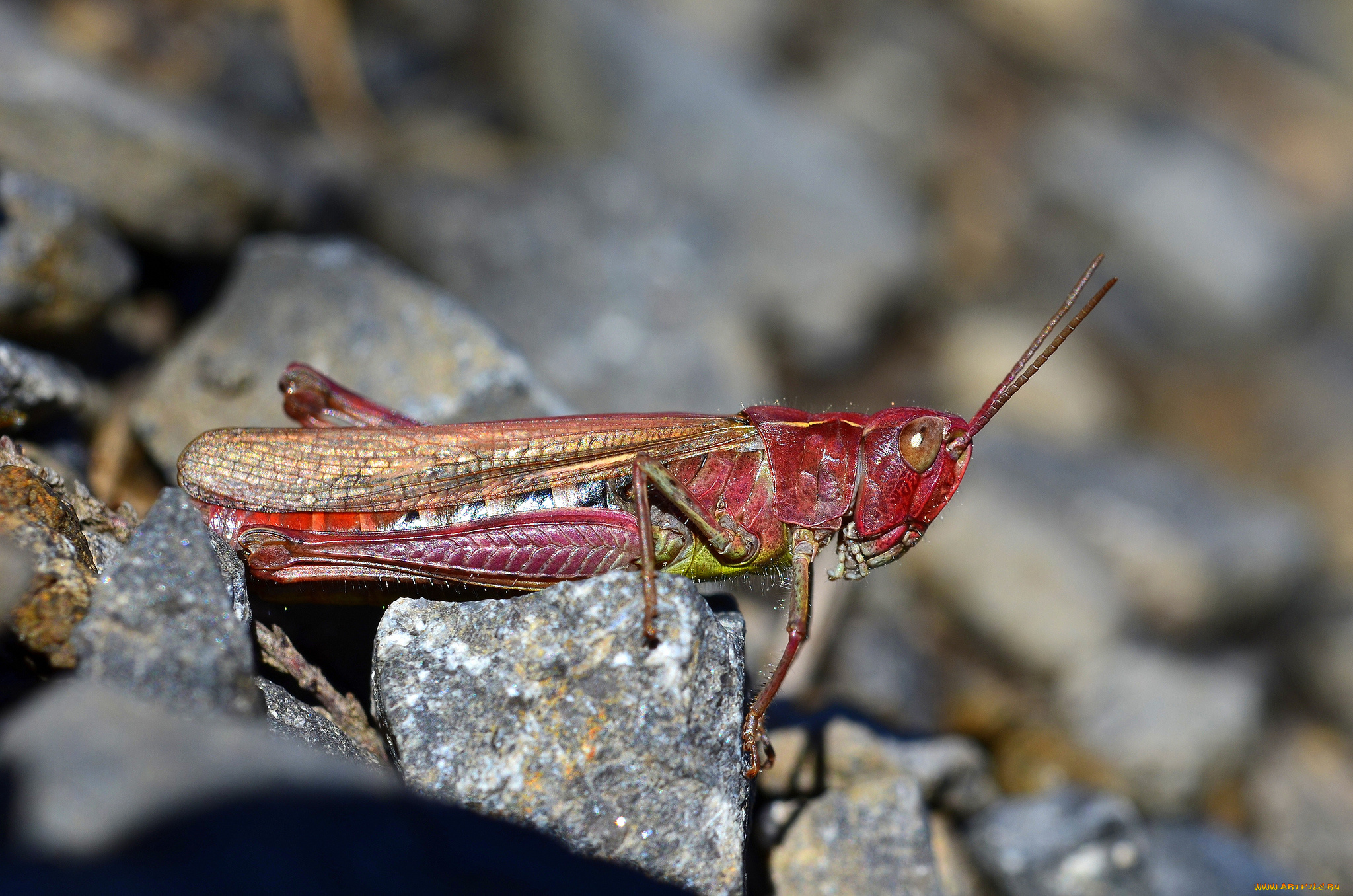 животные, кузнечики, , саранча, кузнечик