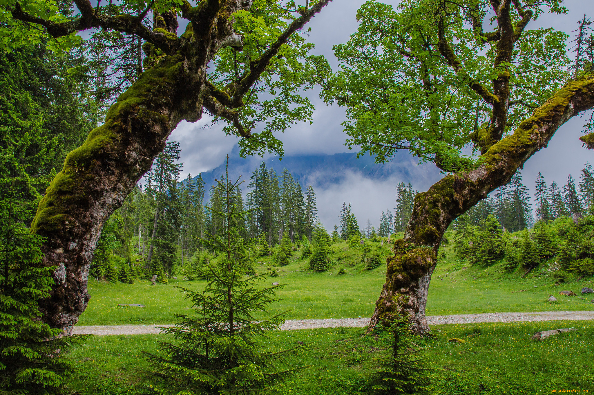 природа, пейзажи, деревья