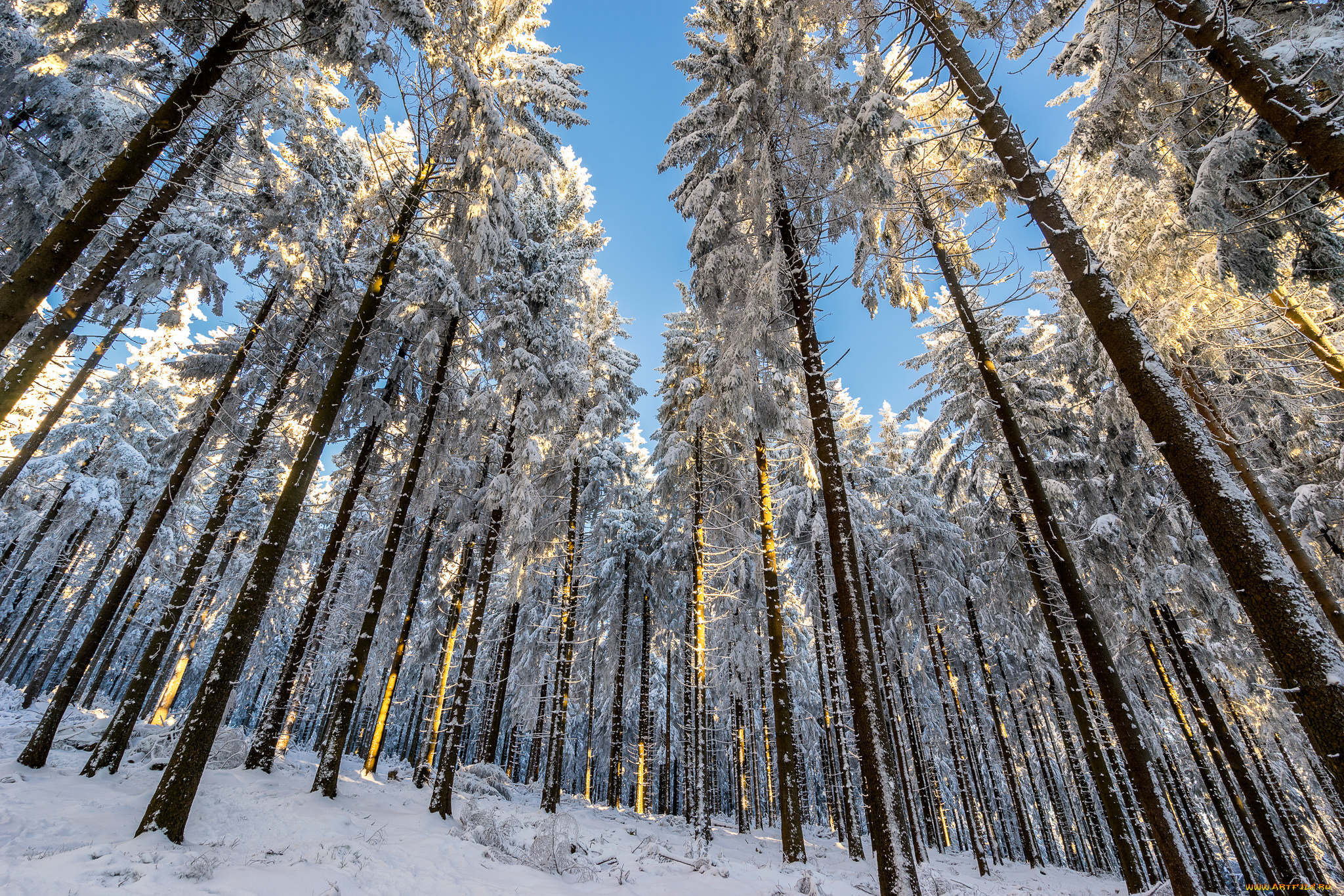 природа, зима, снег