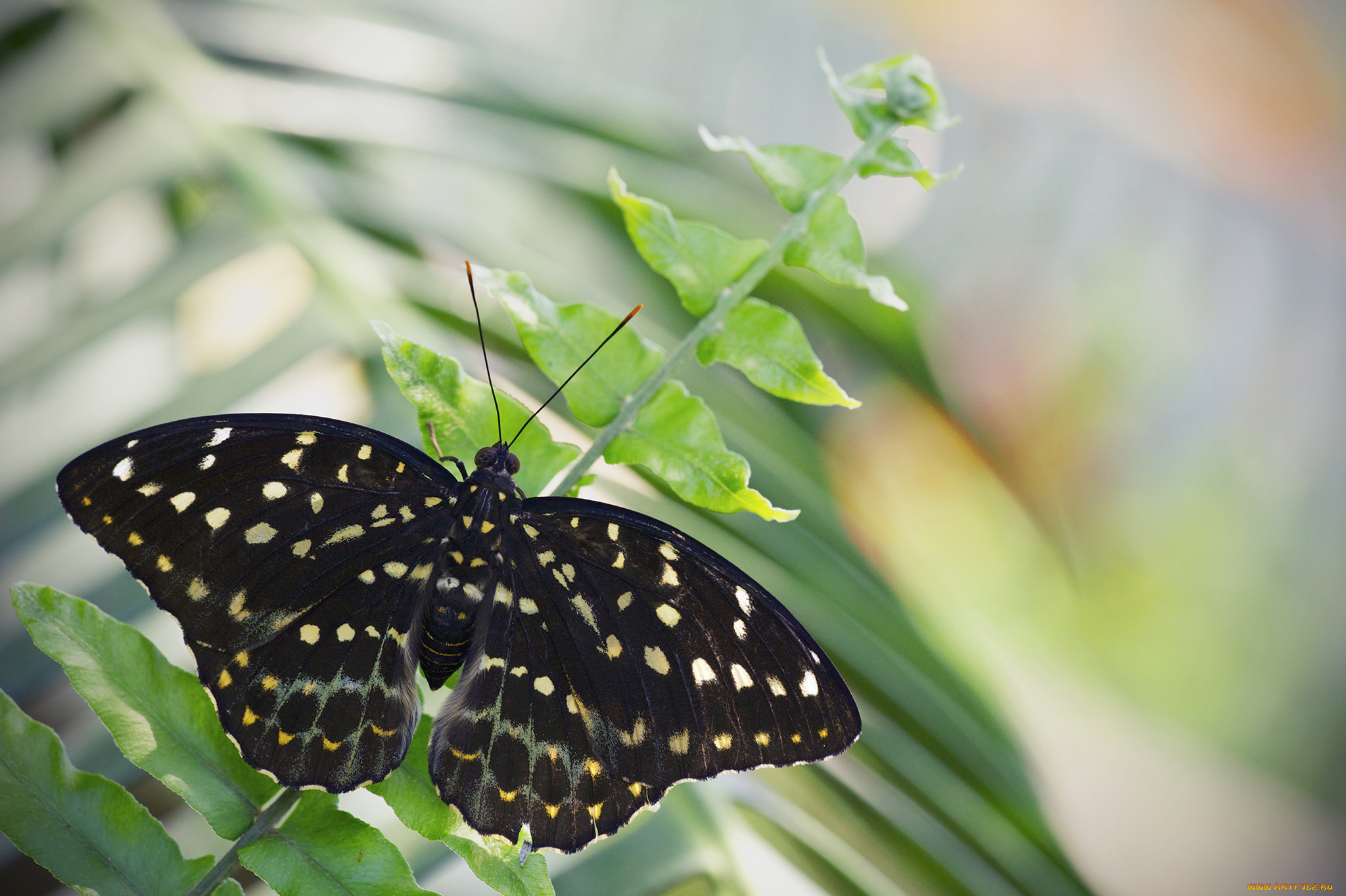 животные, бабочки, , мотыльки, , моли, бабочка