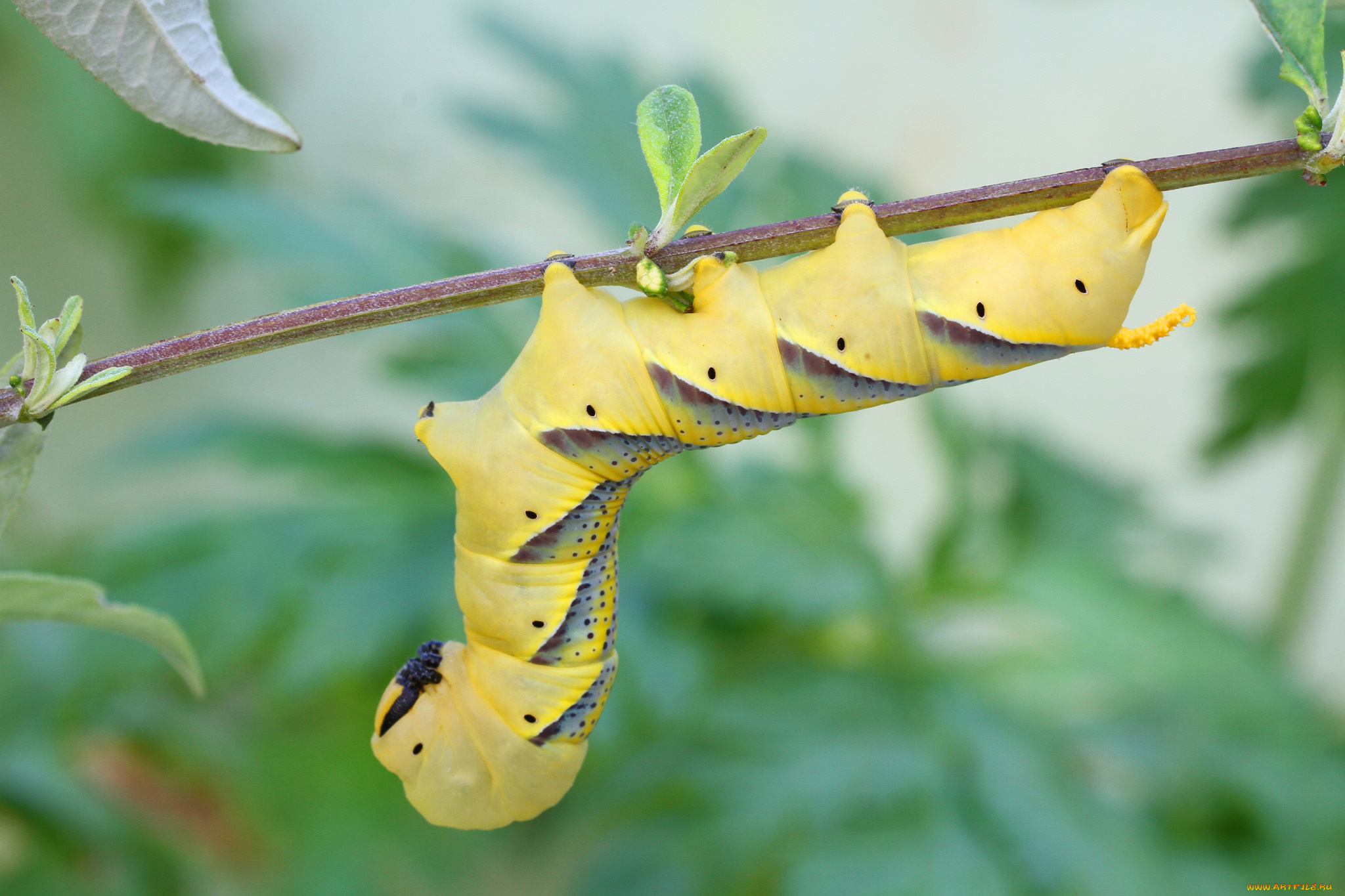 животные, гусеницы, гусеница