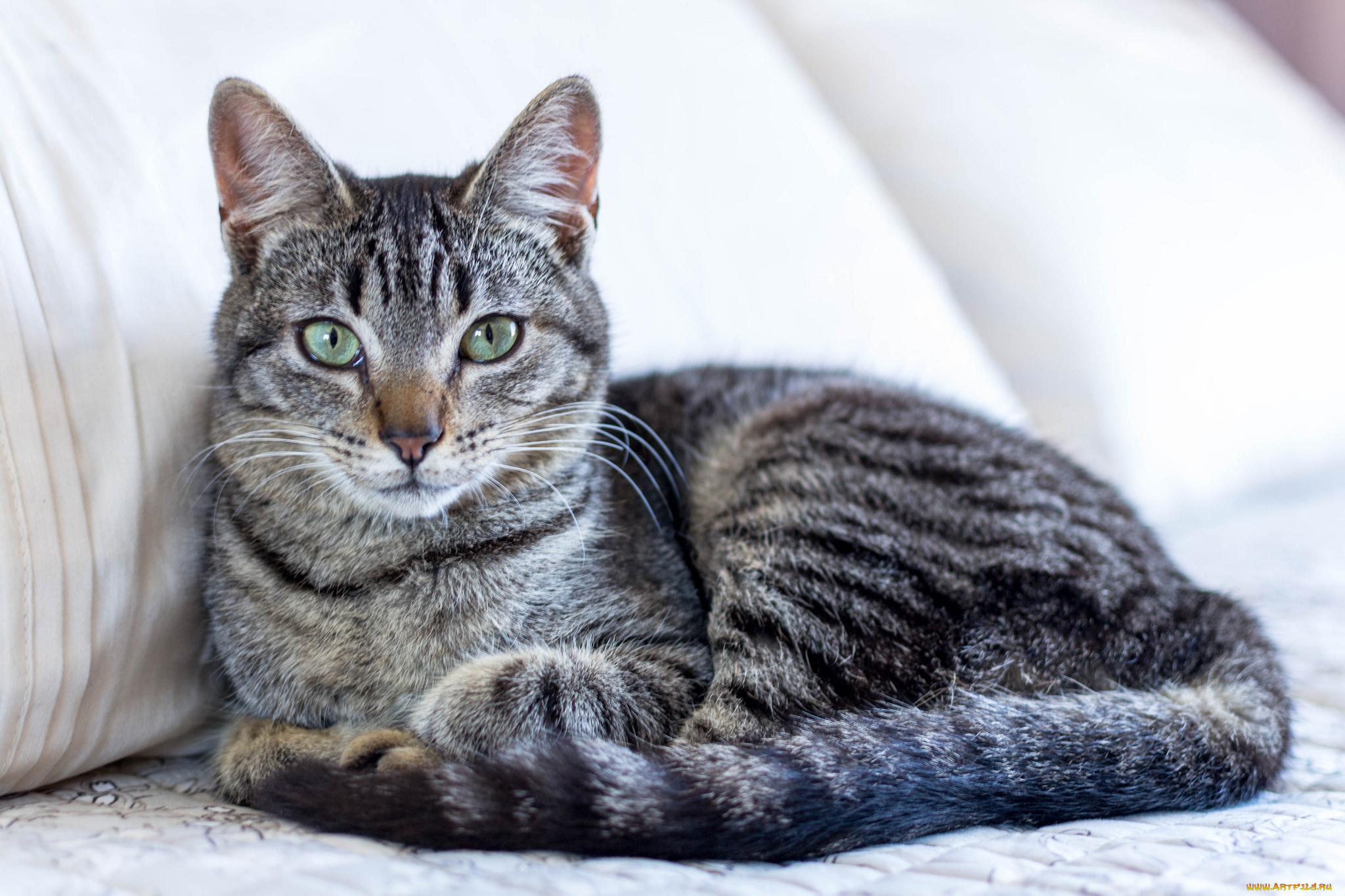 животные, коты, кот