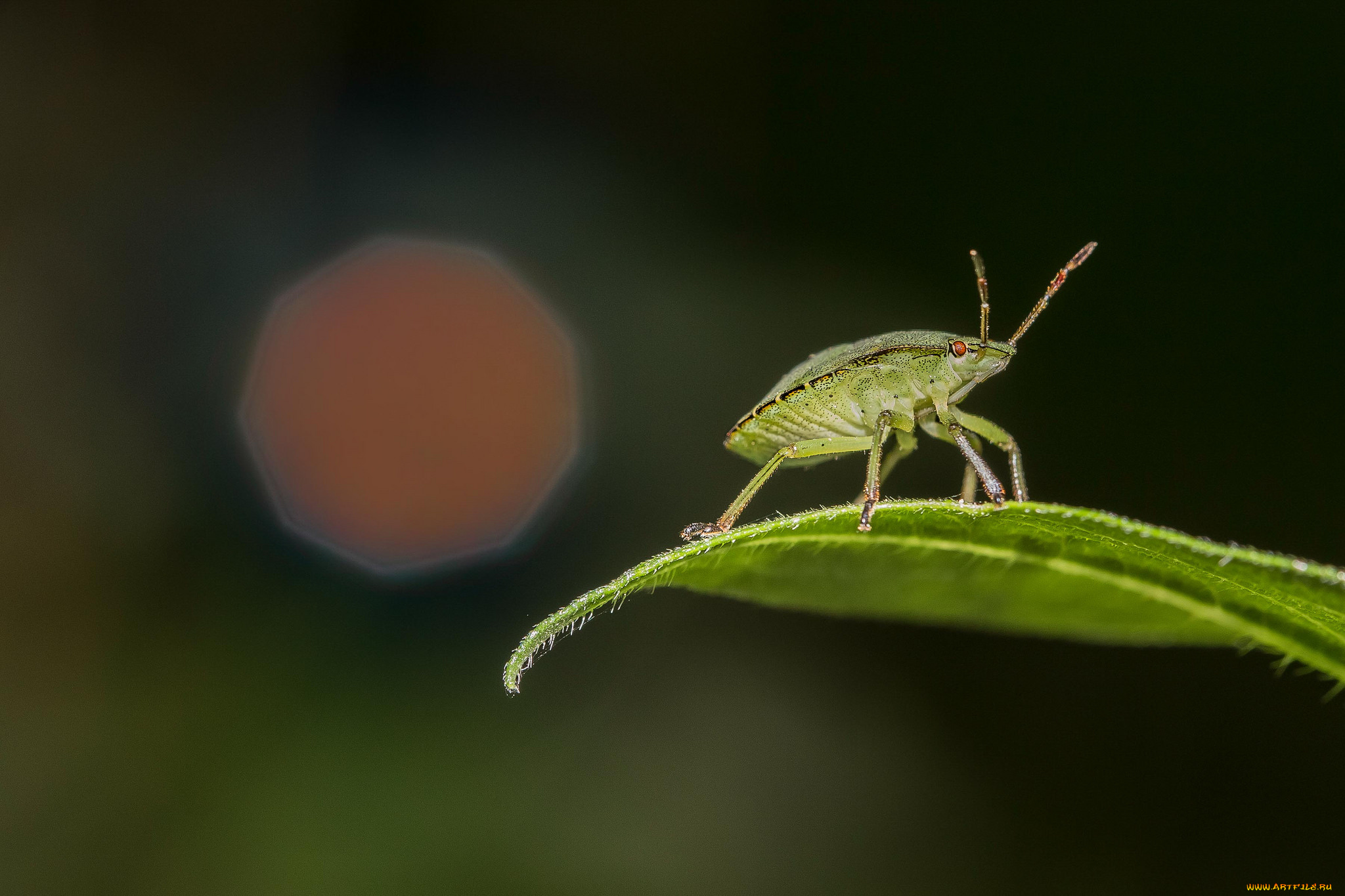 животные, насекомые, клоп