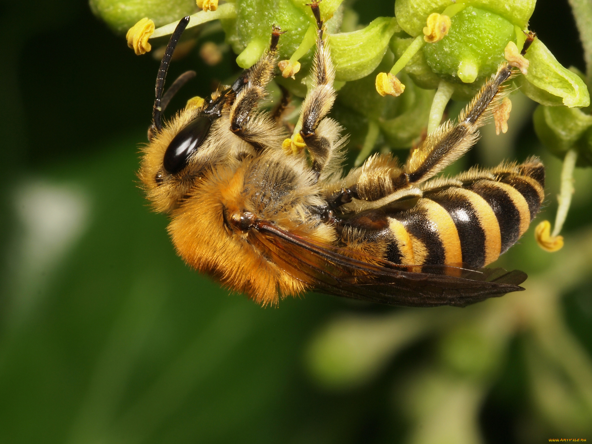 животные, пчелы, , осы, , шмели, пчела