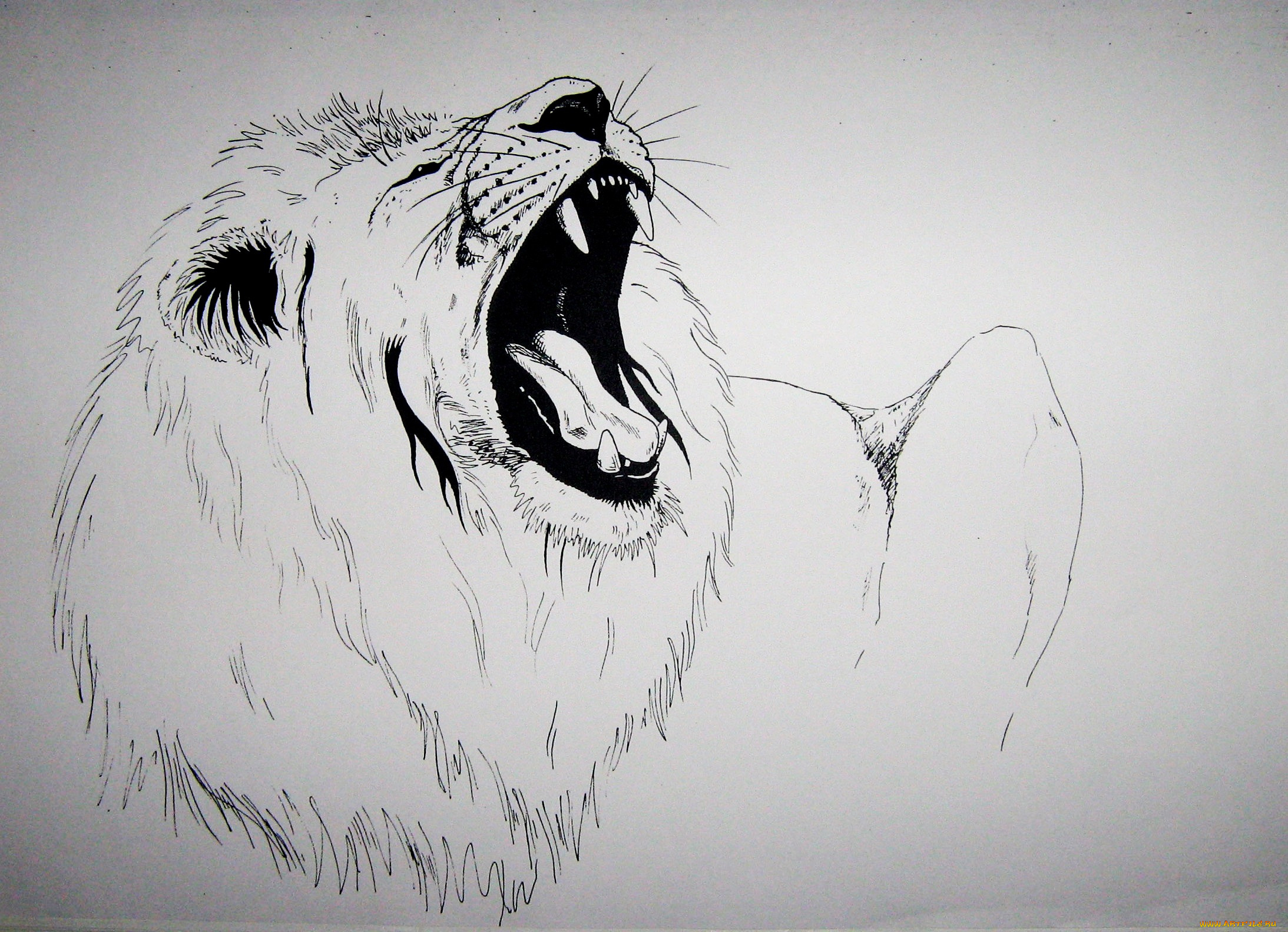 рисованное, животные, , львы, лев, грива, хищник, зверь