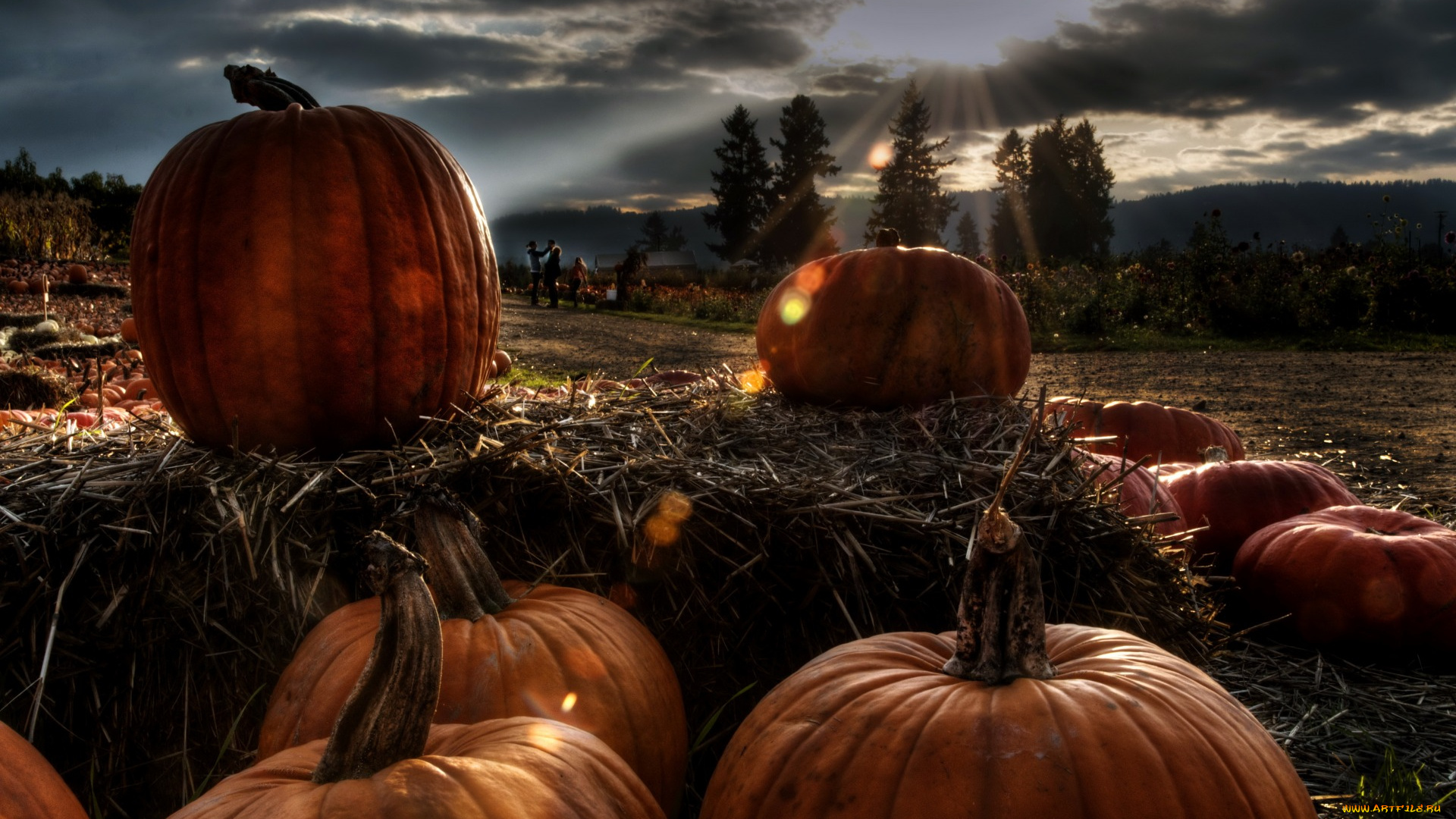 еда, тыква, поле, утро, тыквы