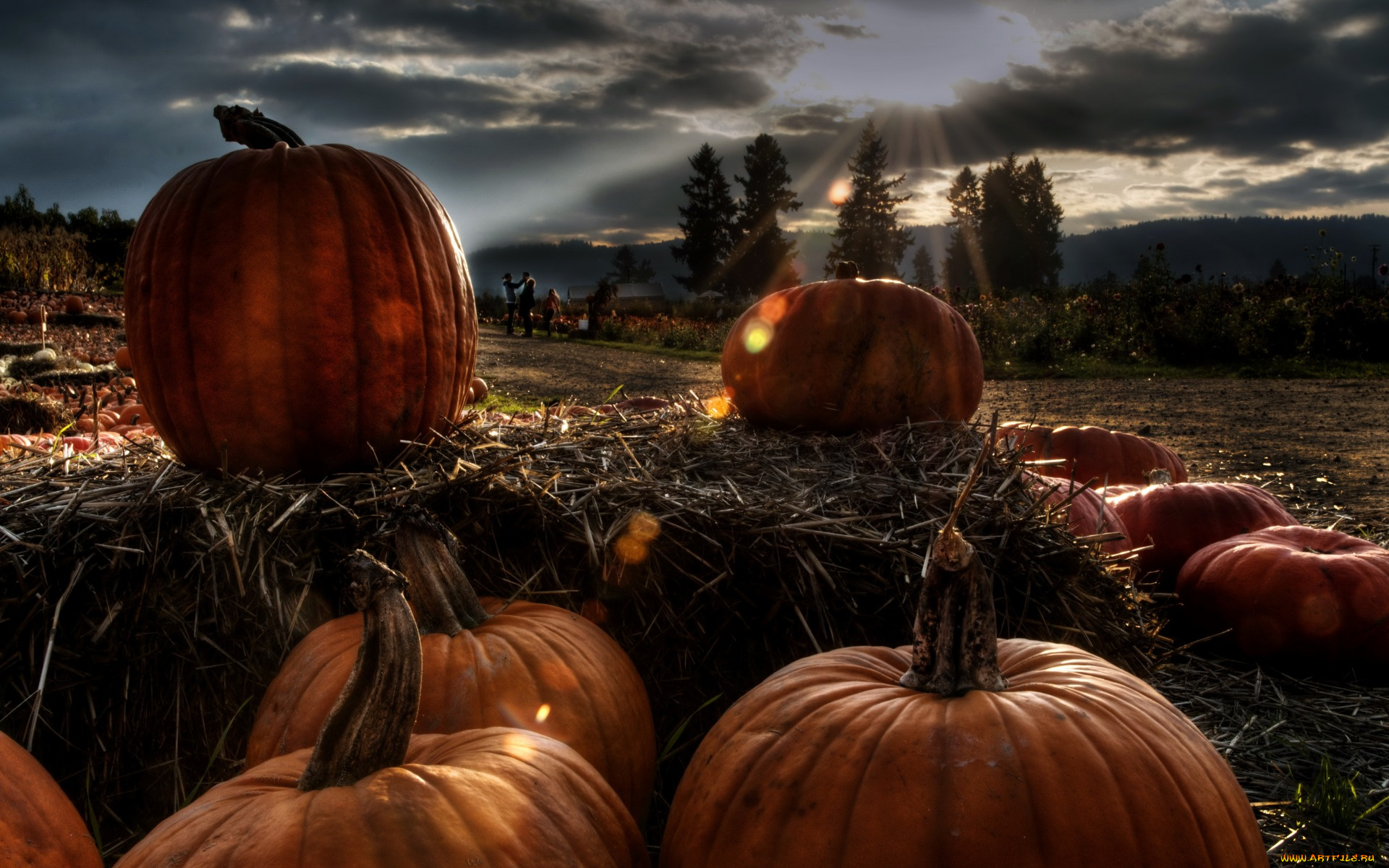 еда, тыква, поле, утро, тыквы