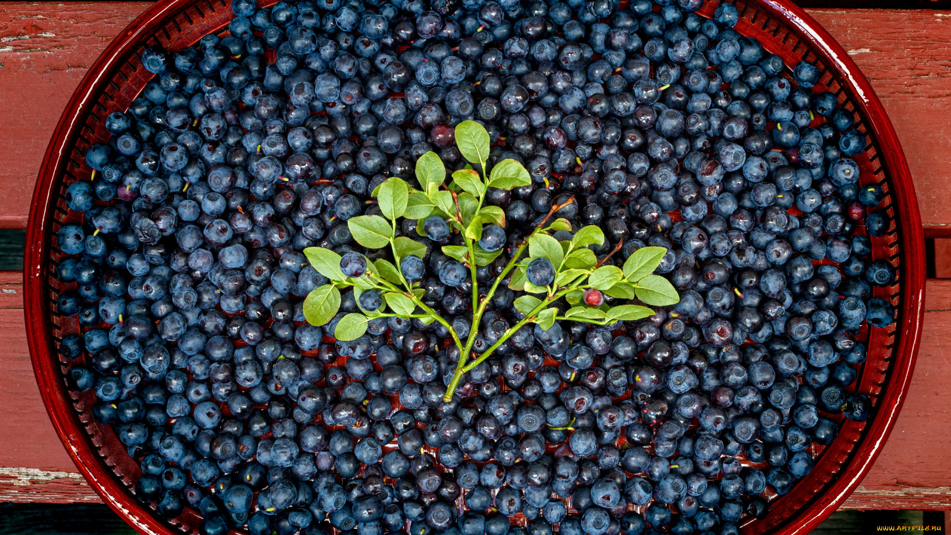 еда, голубика, , черника, ягоды, черника, спелая, много