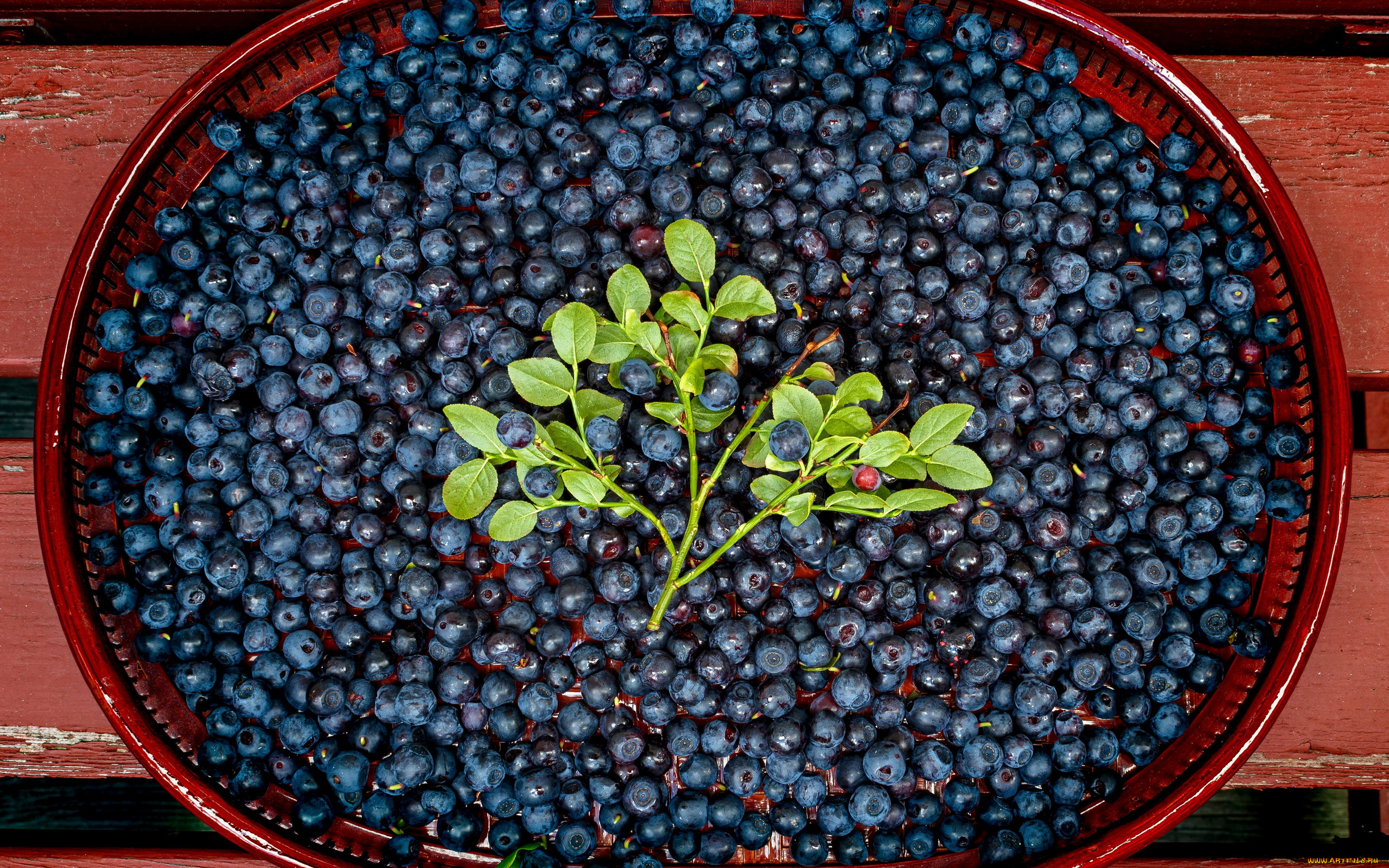 еда, голубика, , черника, ягоды, черника, спелая, много