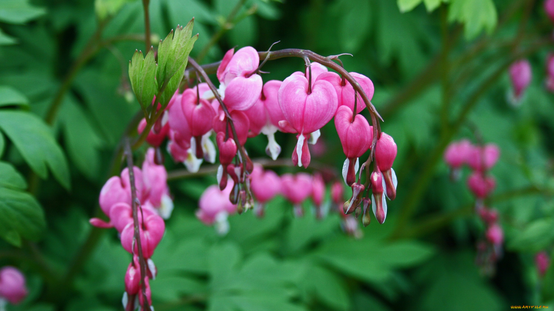 цветы, дицентра, , разбитое, сердце, розовая, дицентра, ветка