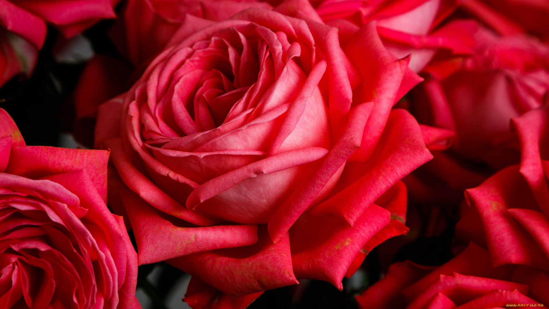 цветы, розы, алые, макро