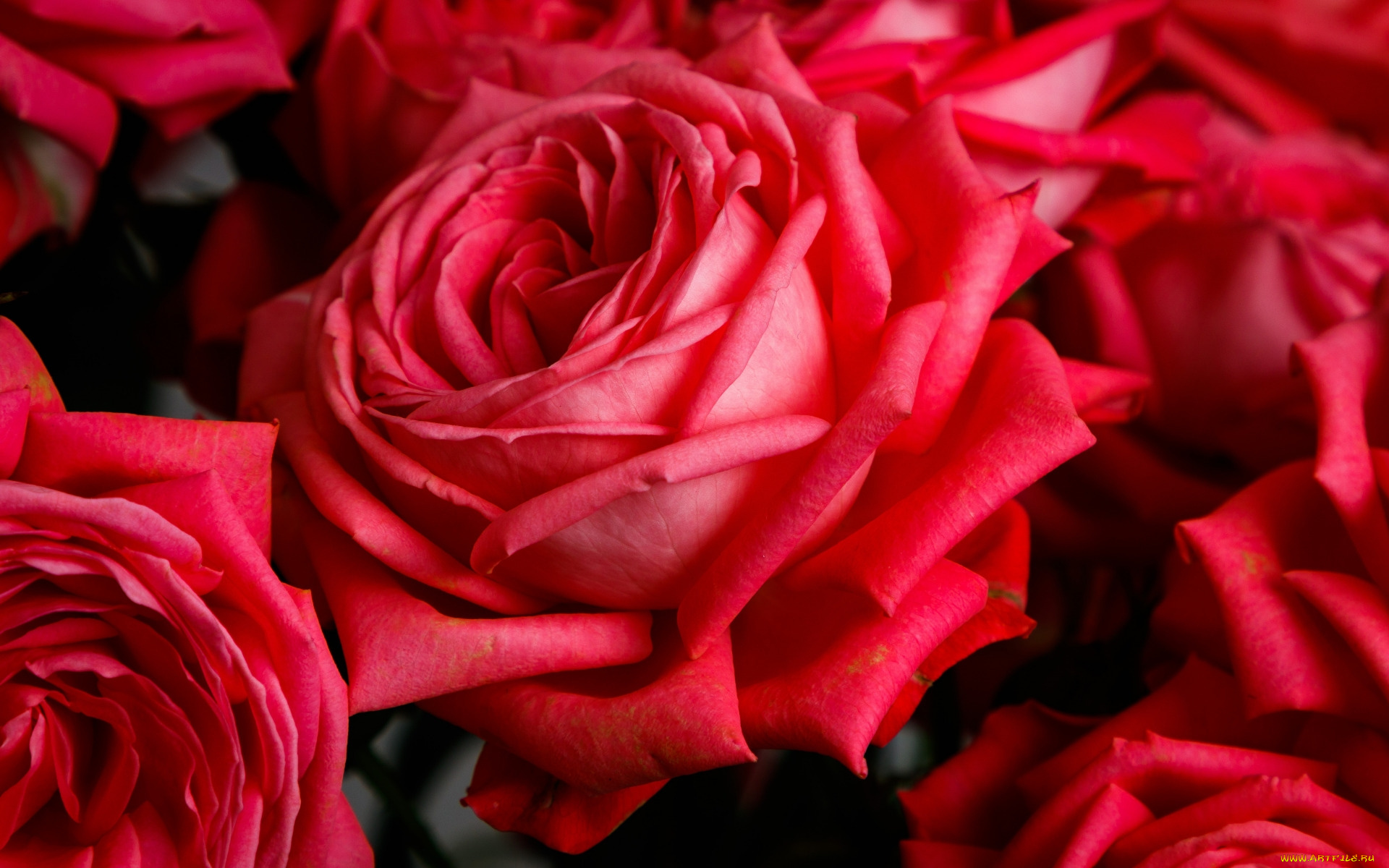 цветы, розы, алые, макро