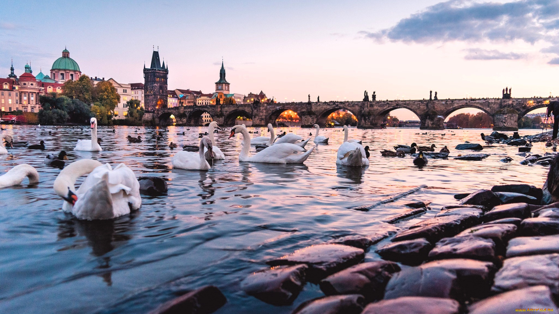 charles, bridge, in, prague, города, прага, , чехия, дома, здания, мост, река, лебеди, утки