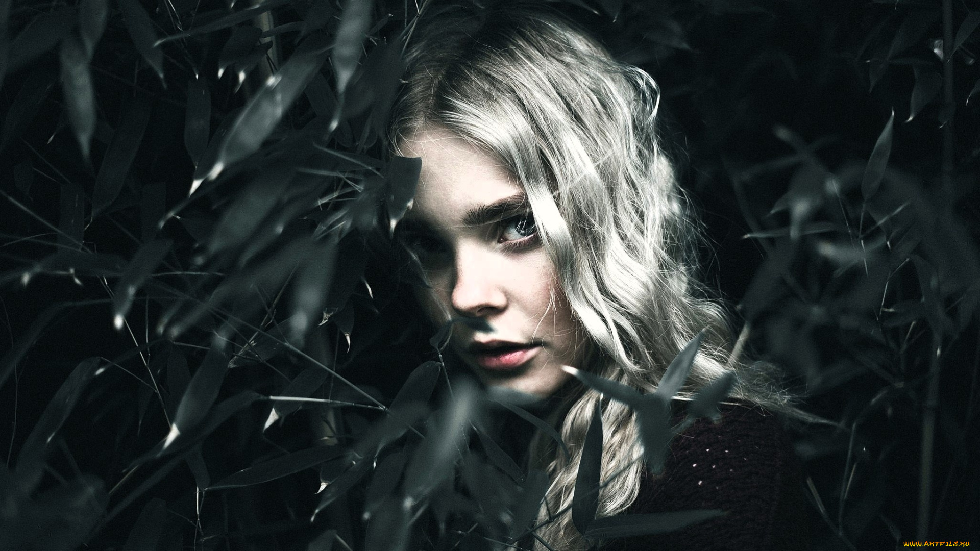 девушки, -, лица, , портреты, лицо, блондинка, ветки