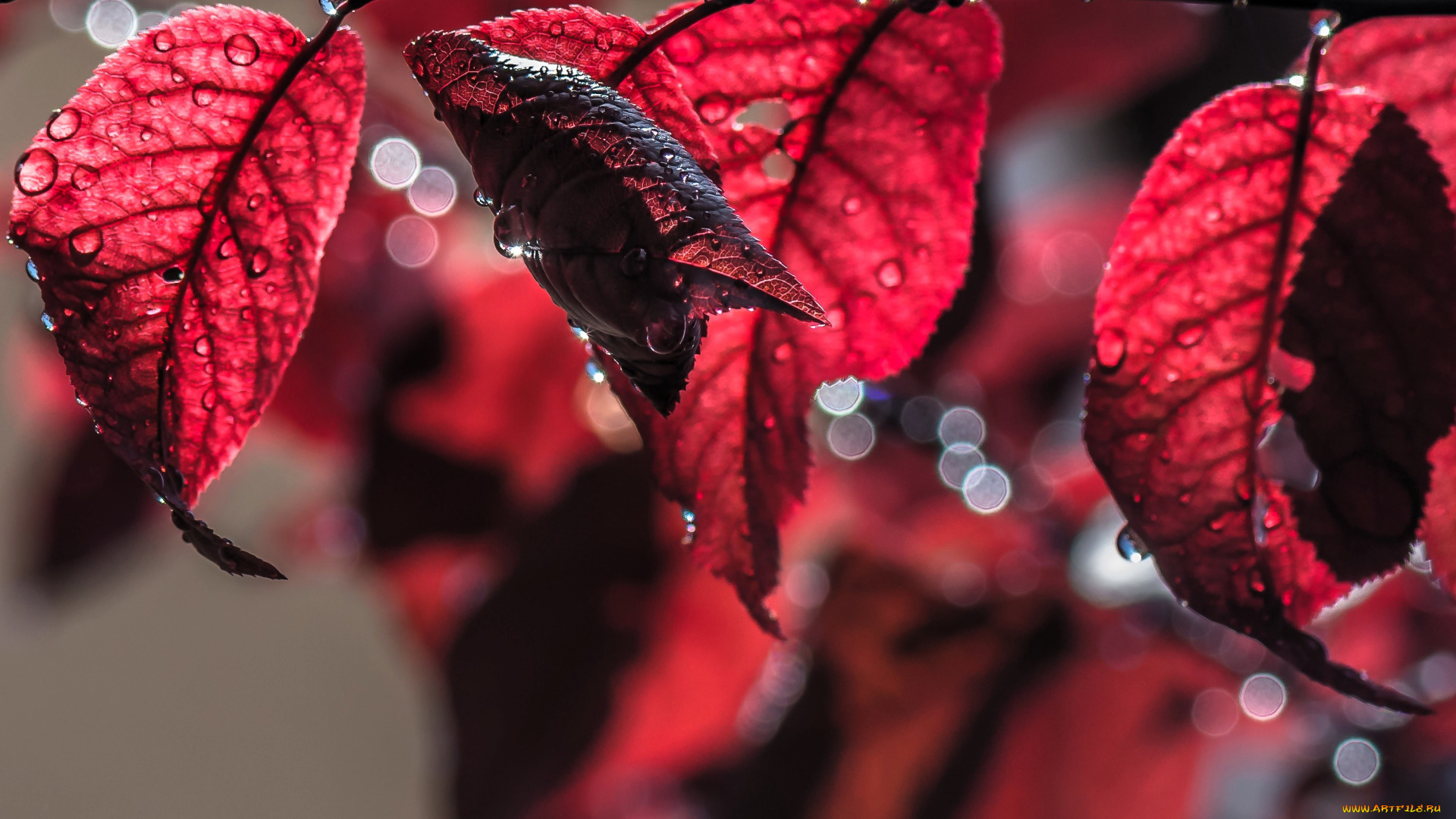 природа, листья, красные, осень, ветка, капли