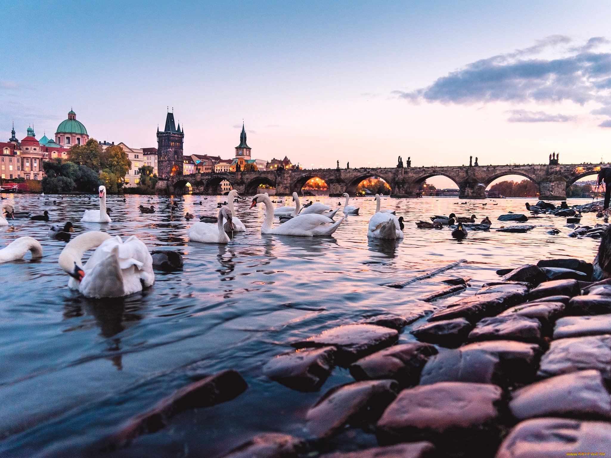 charles, bridge, in, prague, города, прага, , чехия, дома, здания, мост, река, лебеди, утки