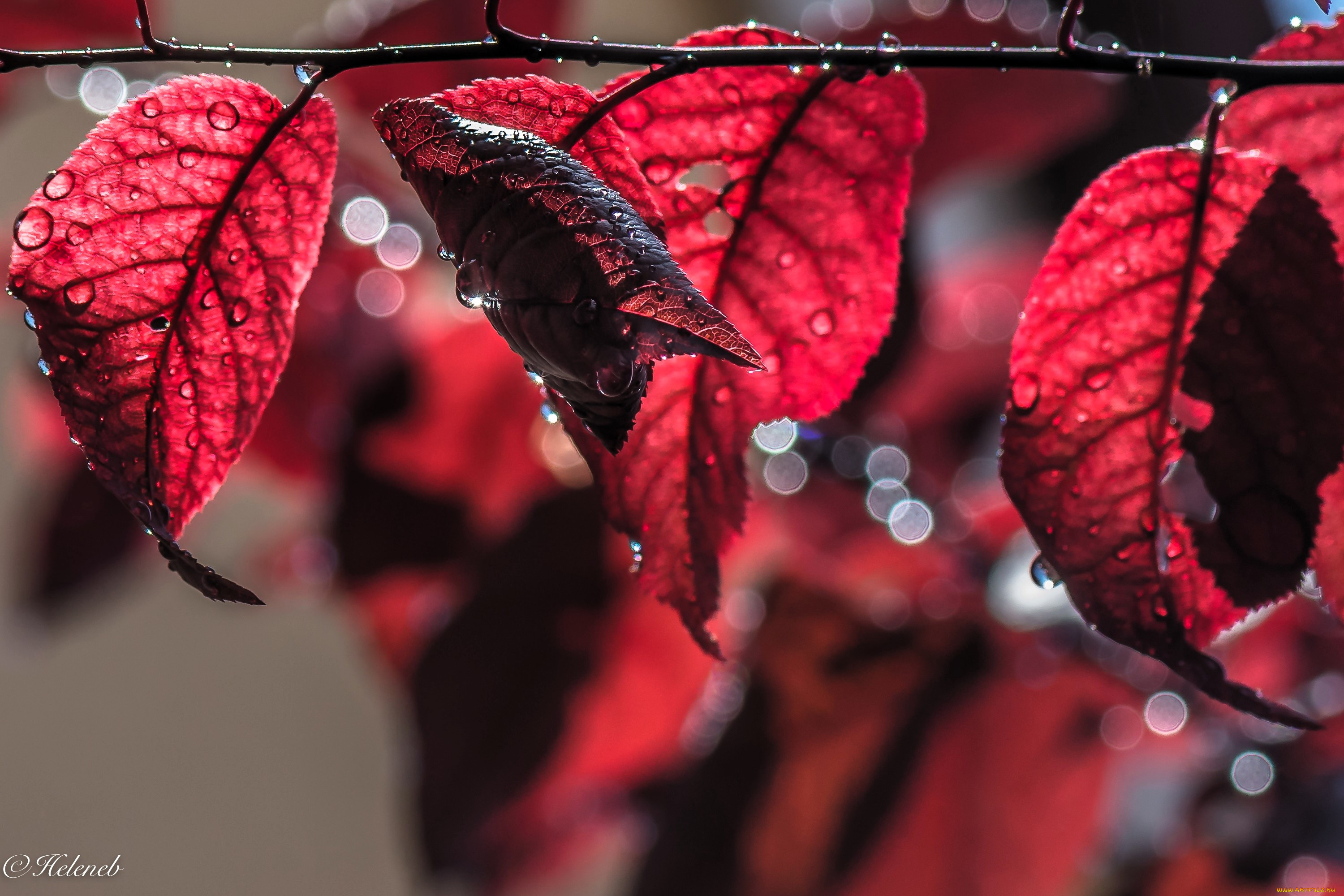 природа, листья, красные, осень, ветка, капли