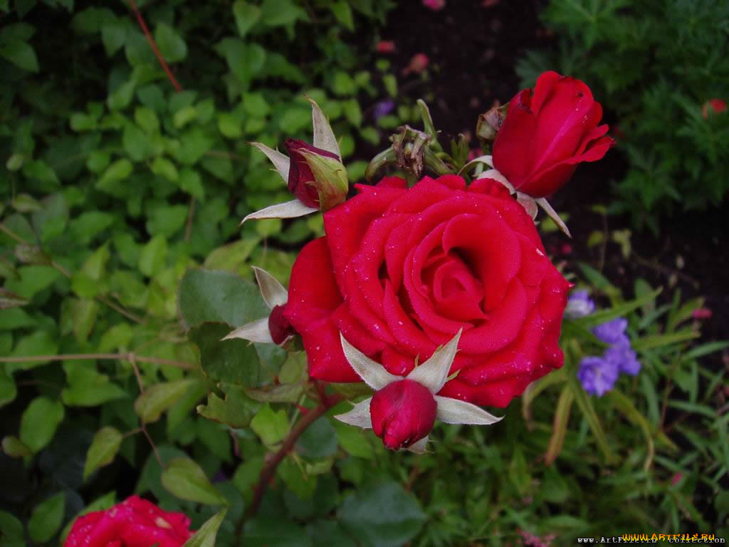 роза, цветы, розы