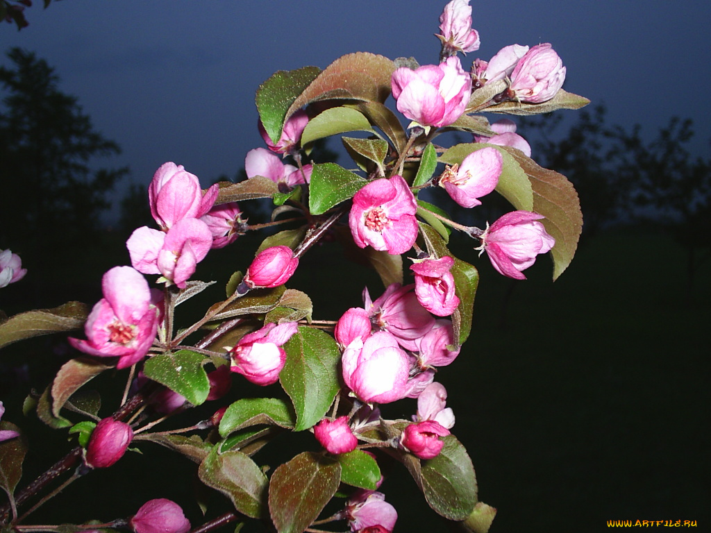 цветы, цветущие, деревья, кустарники