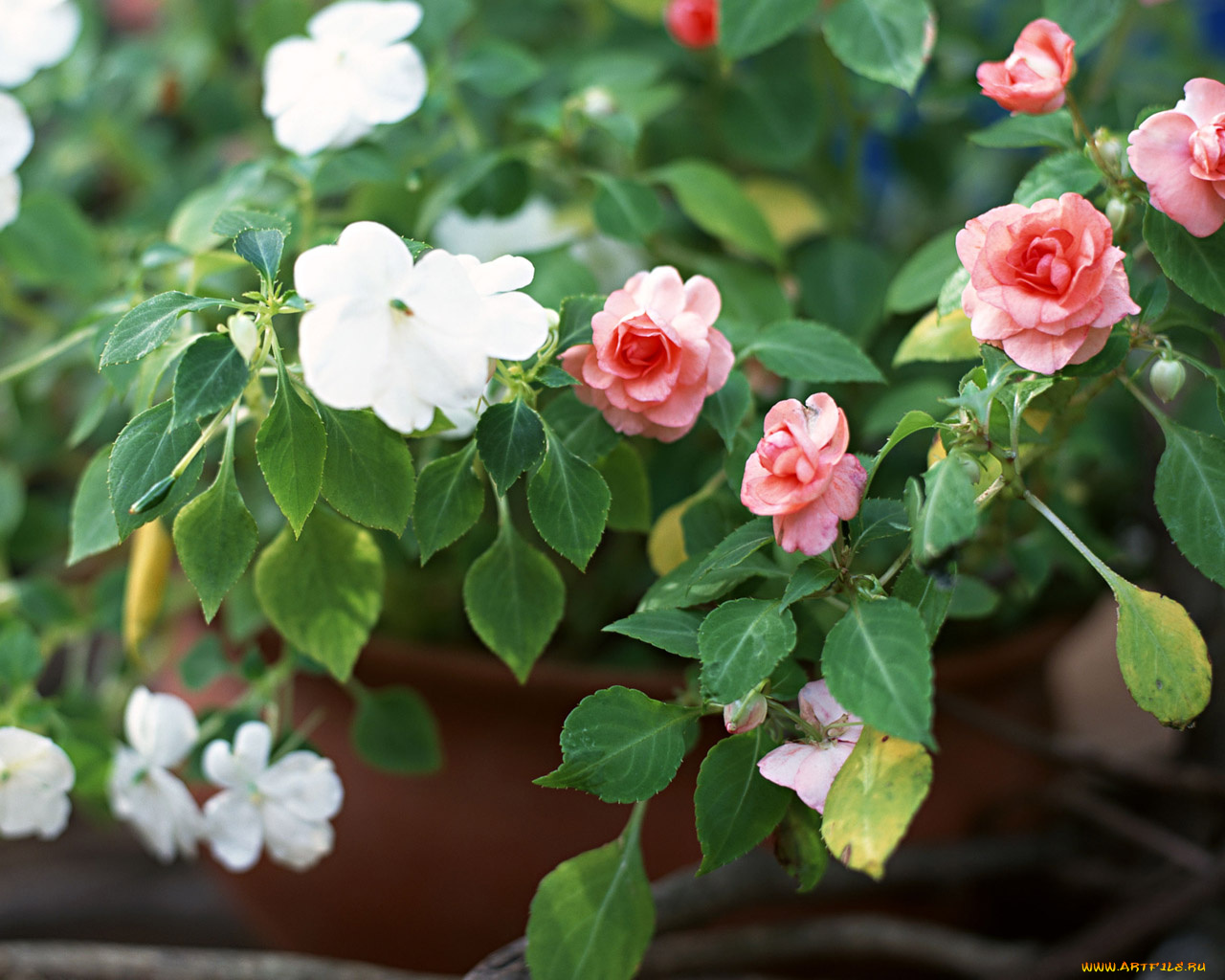 цветы, бальзамины