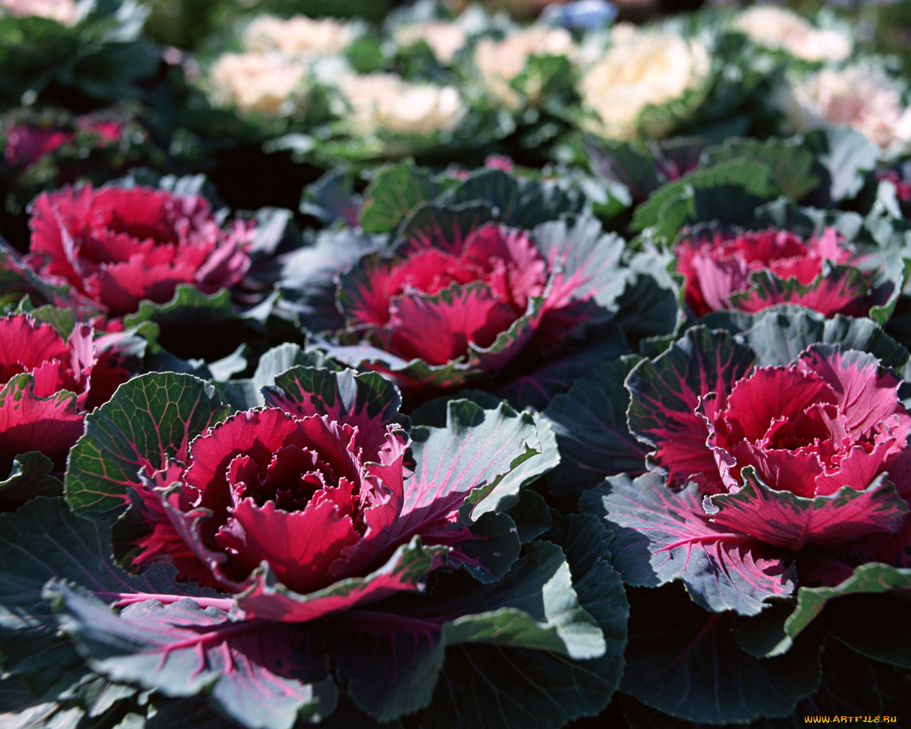 цветы, декоративная, капуста