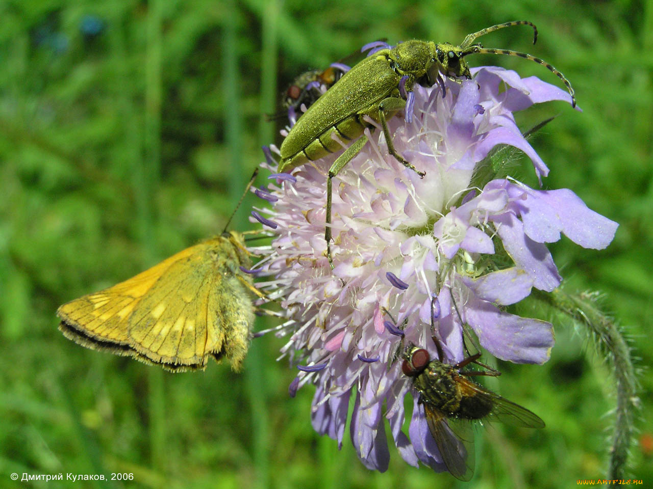 животные, насекомые