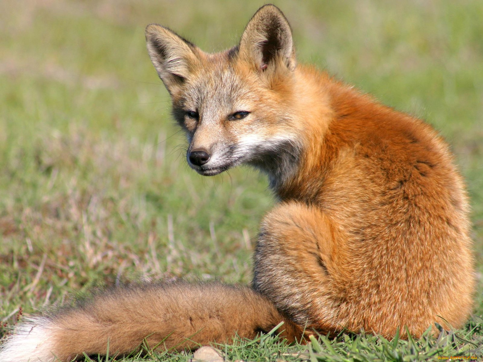 foxes, of, san, juan, island, 08, животные, лисы