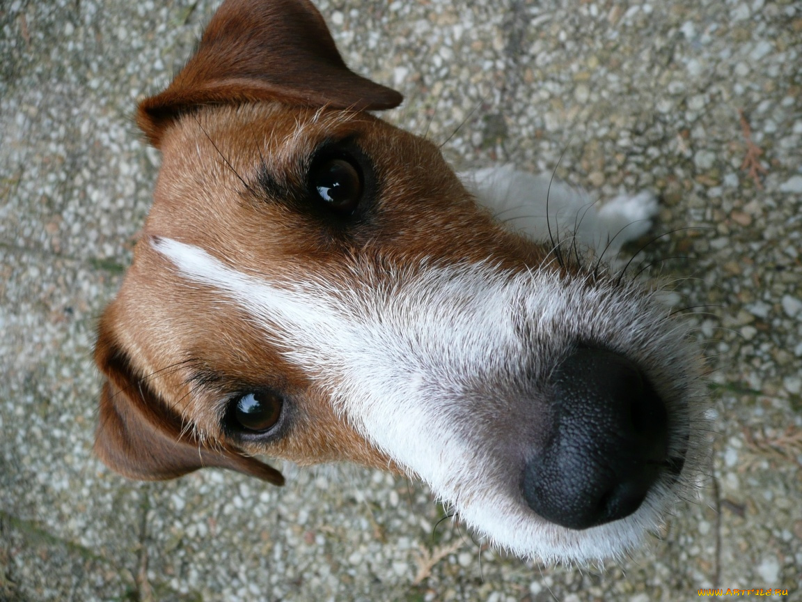 животные, собаки