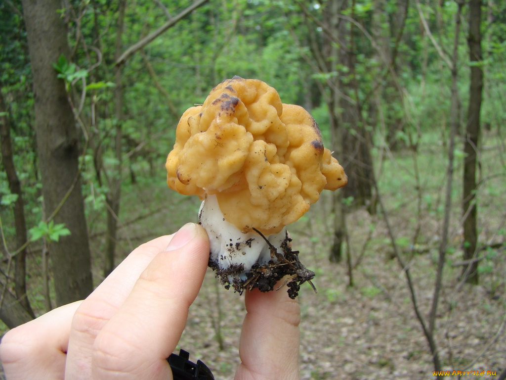 еда, грибы, грибные, блюда