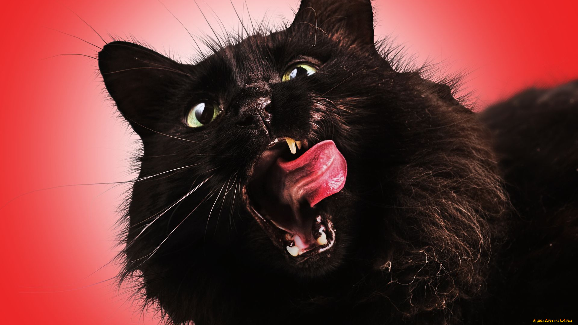 животные, коты