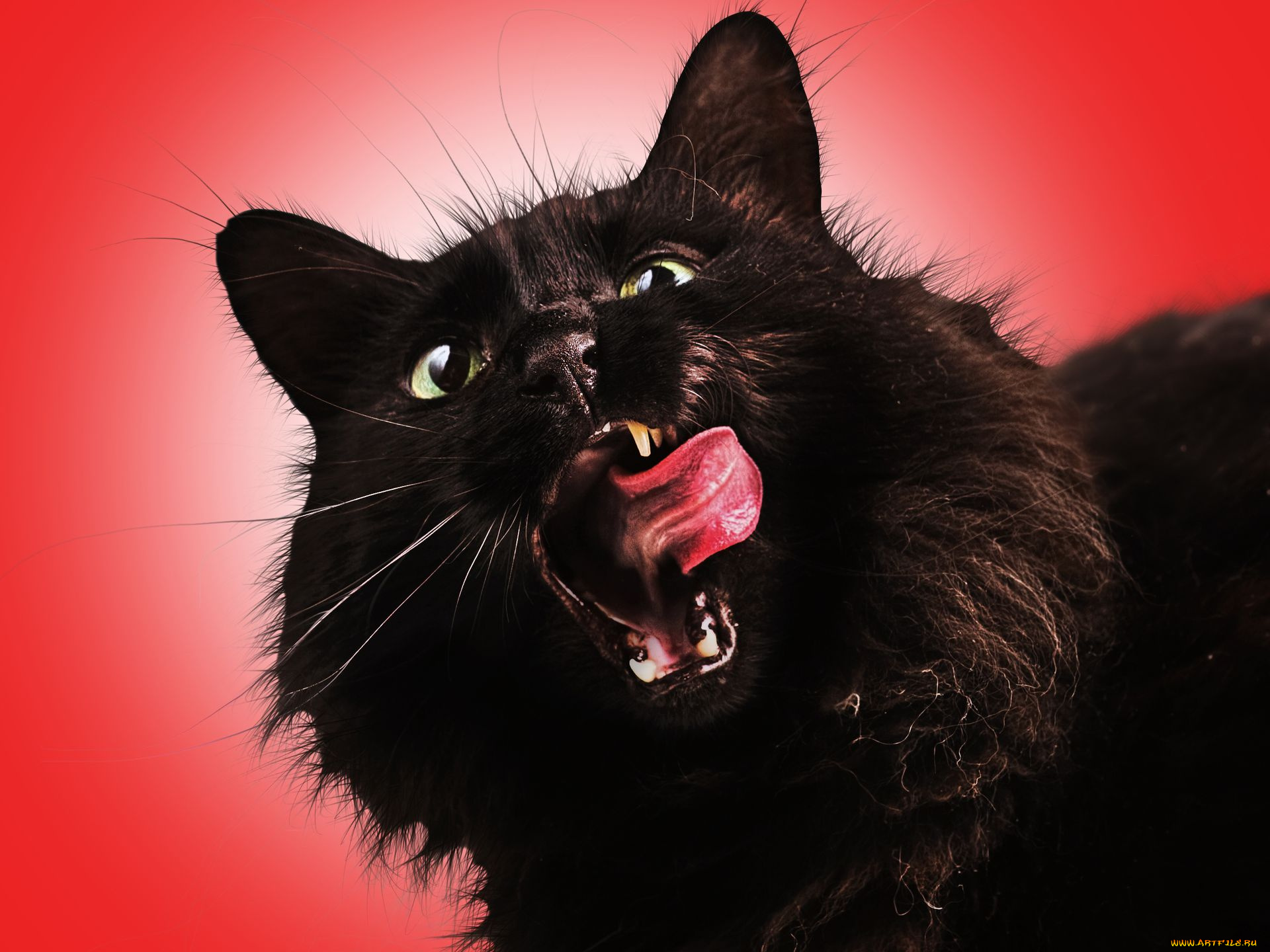 животные, коты