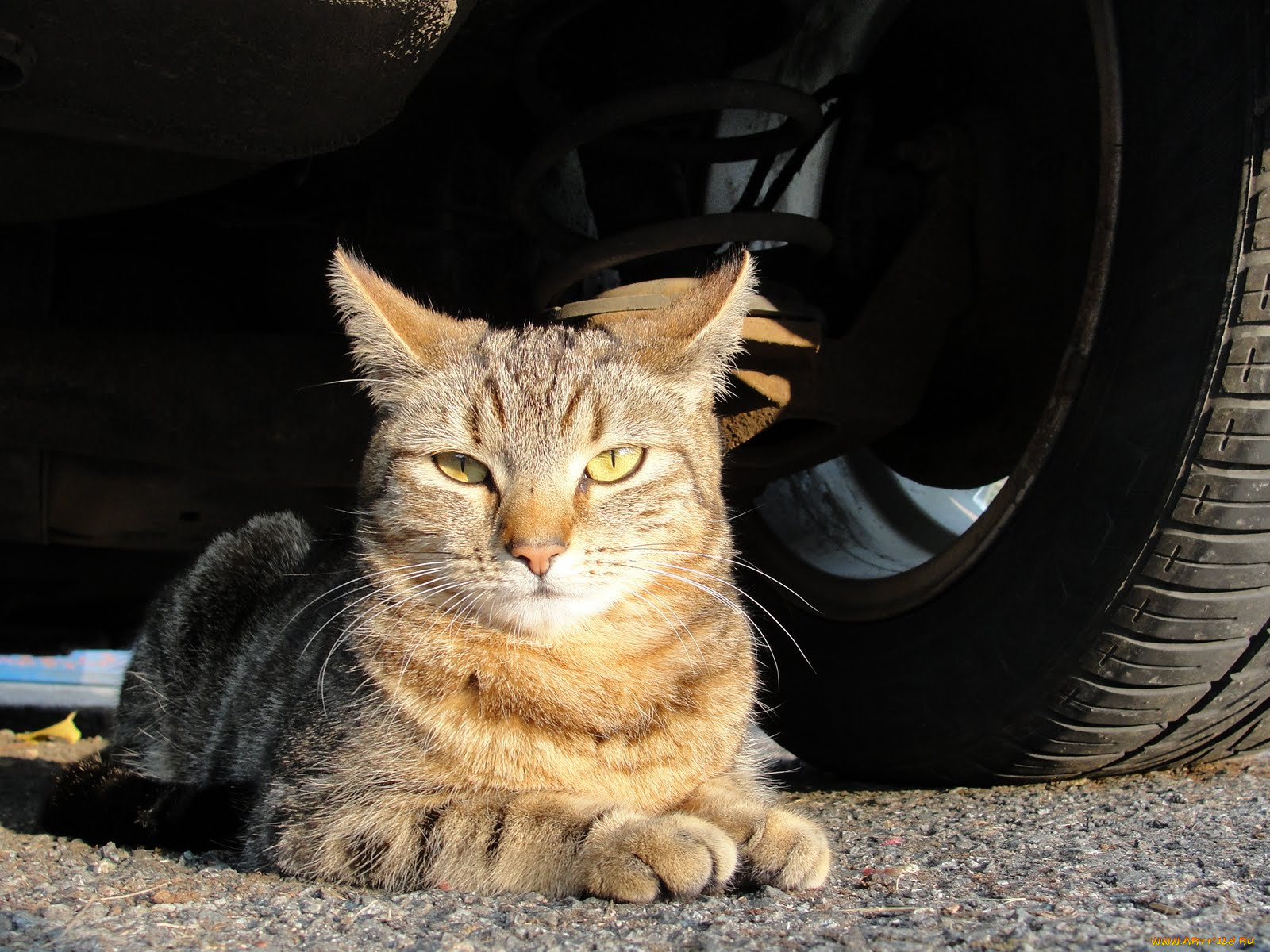 животные, коты