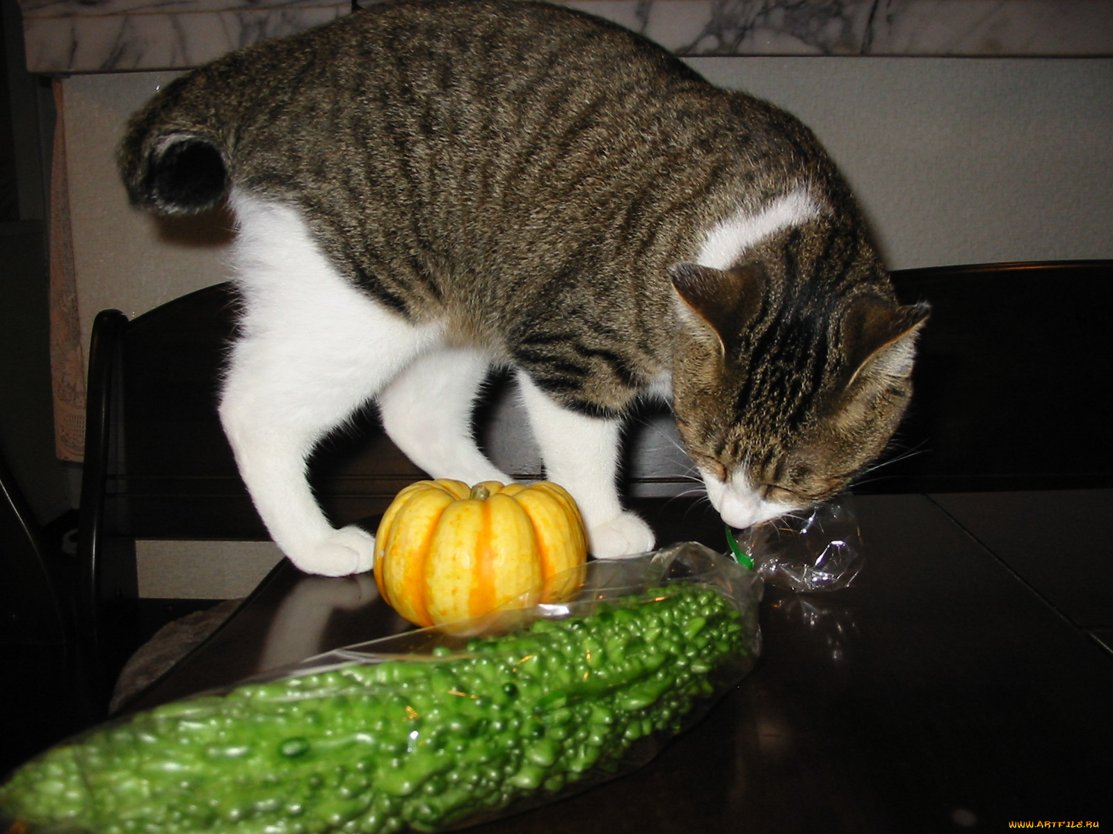 животные, коты, тыква