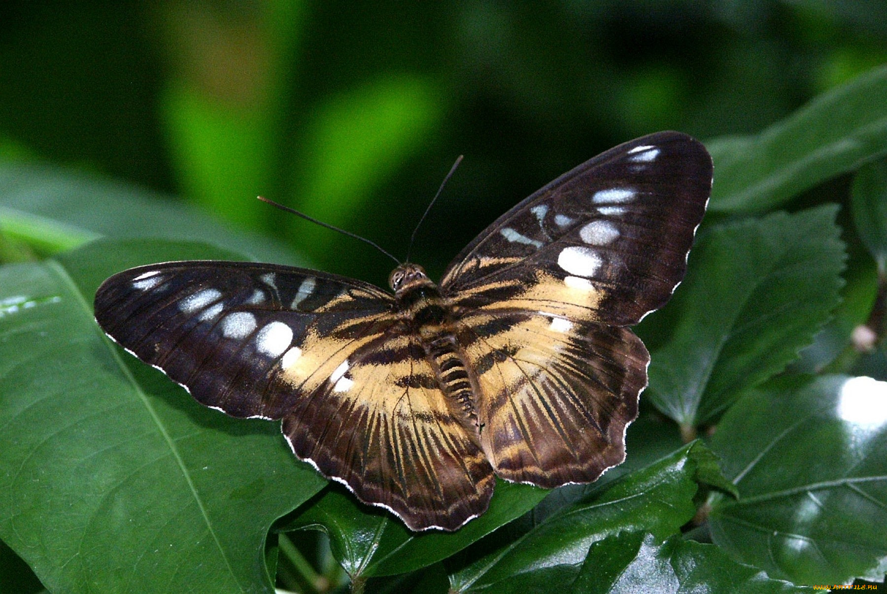животные, бабочки, листья, крылья
