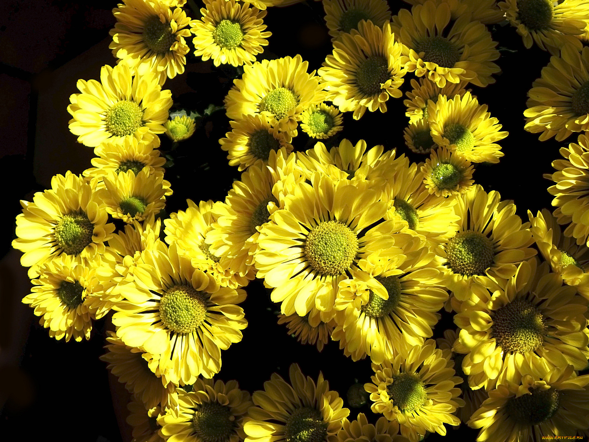 цветы, хризантемы, жделтый, тёмный