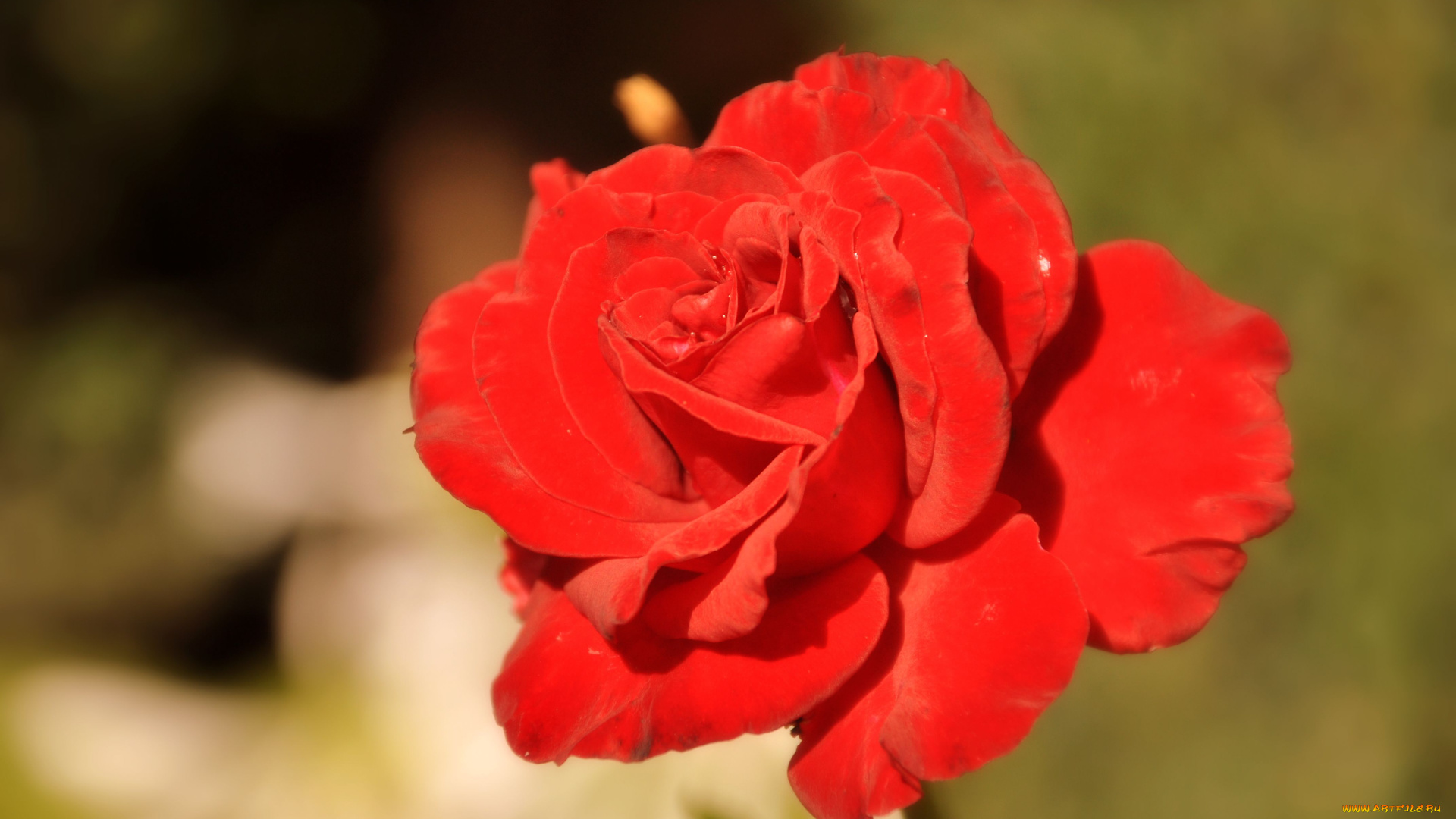 авт, nezabudka, fn, цветы, розы, бутон