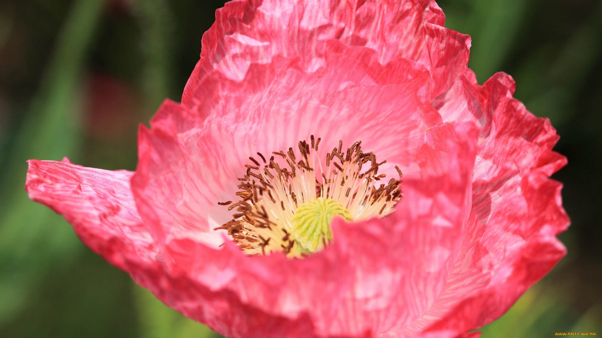цветы, маки, розовый, большой