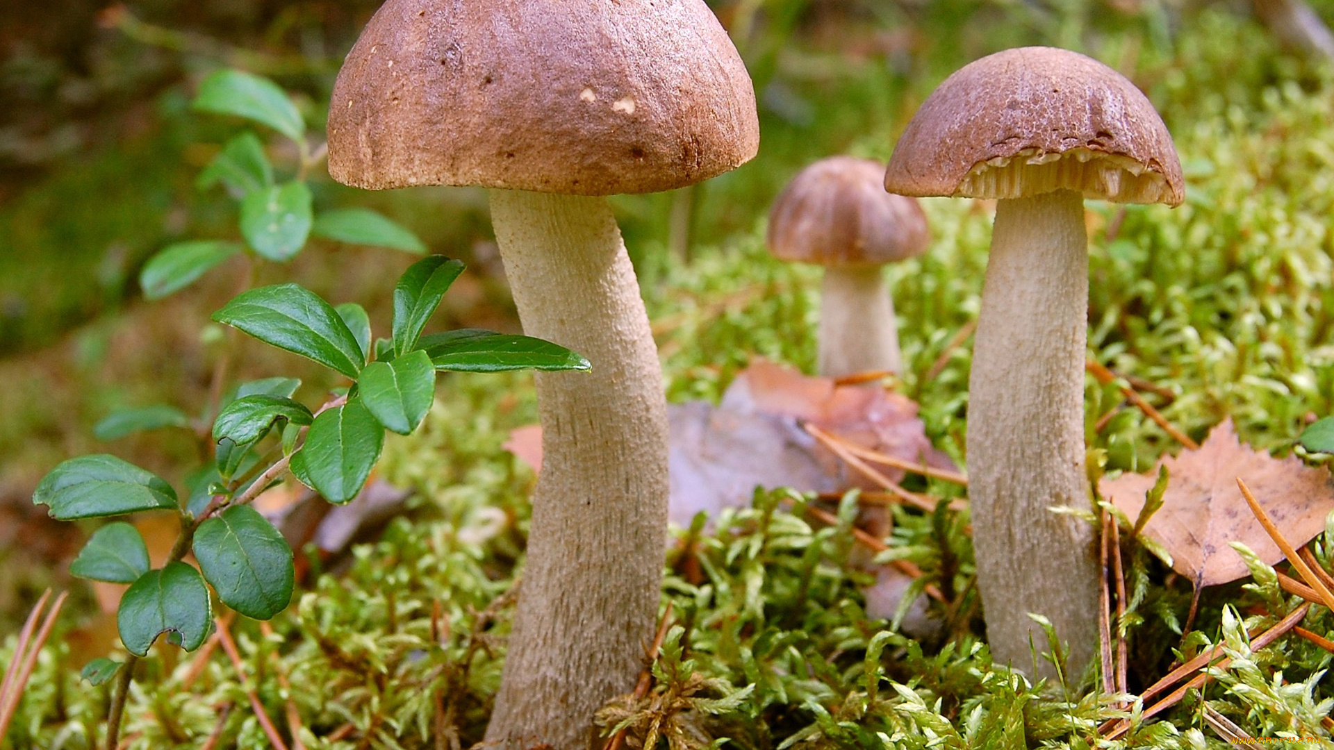 природа, грибы