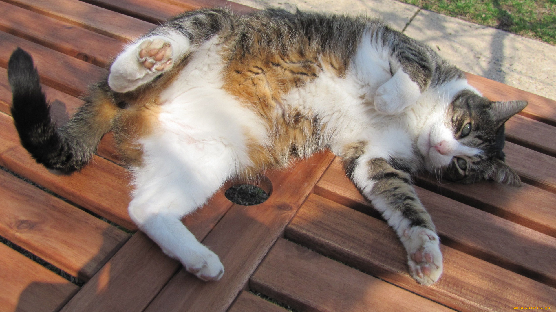 животные, коты, пузико