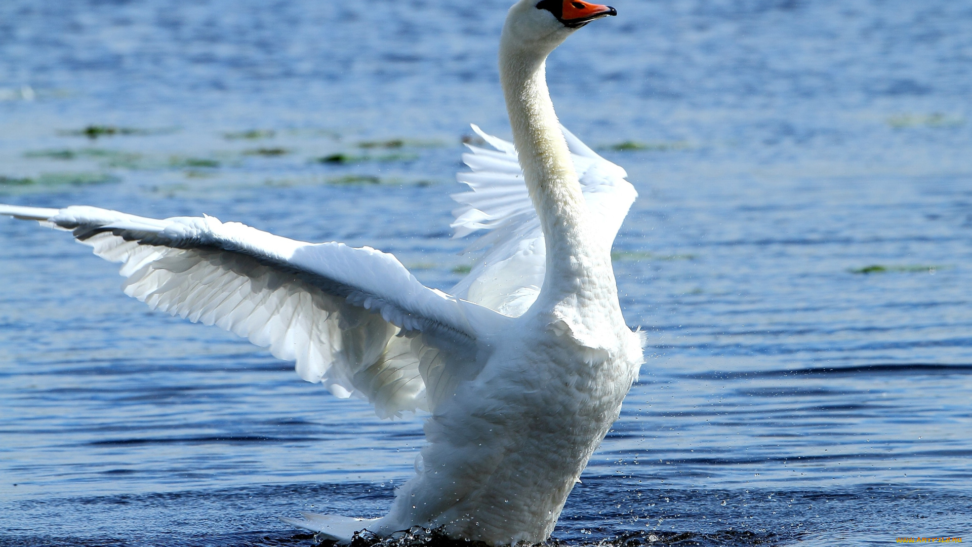 животные, лебеди, взмах, белый, крылья