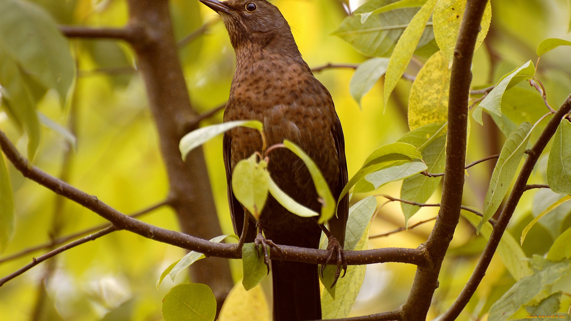 животные, птицы