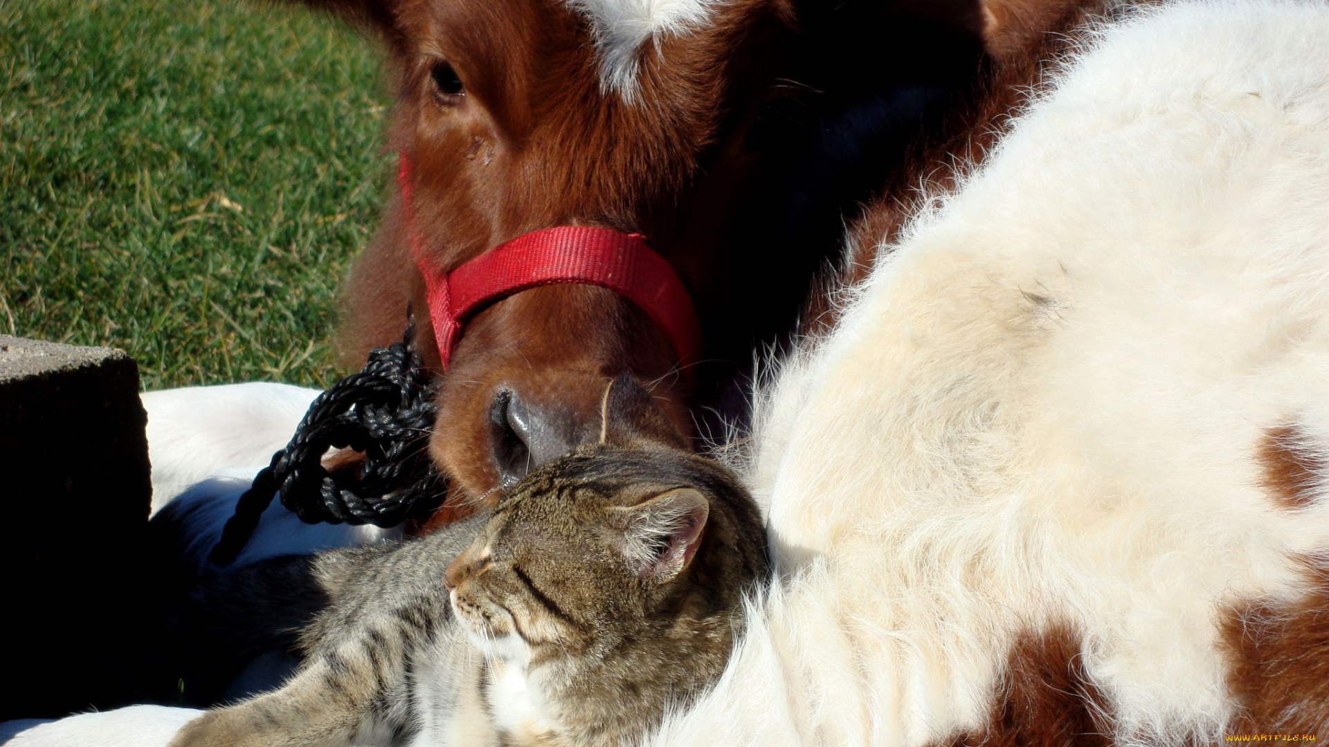 животные, разные, вместе, корова, кот