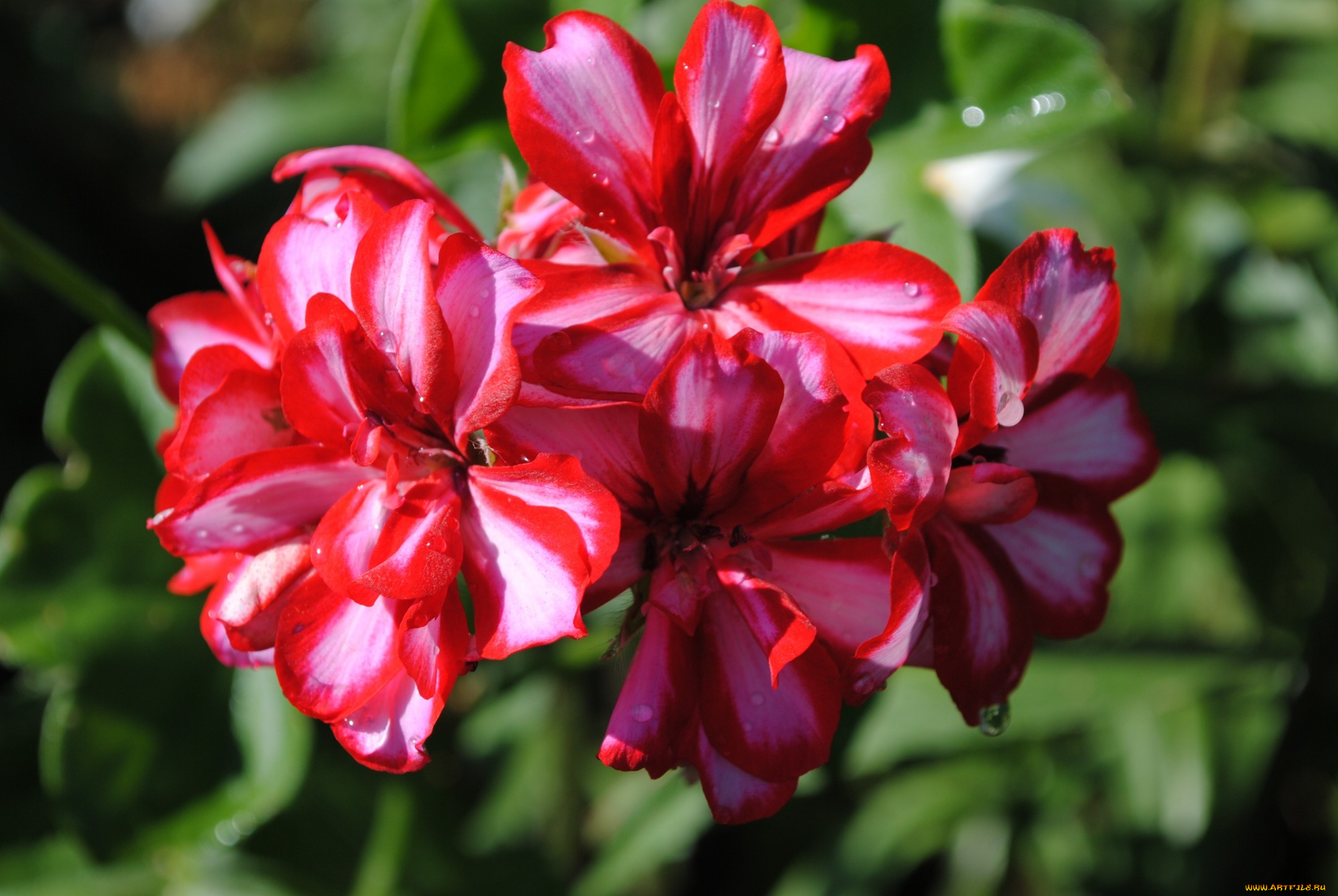 цветы, герань, капли, лепестки