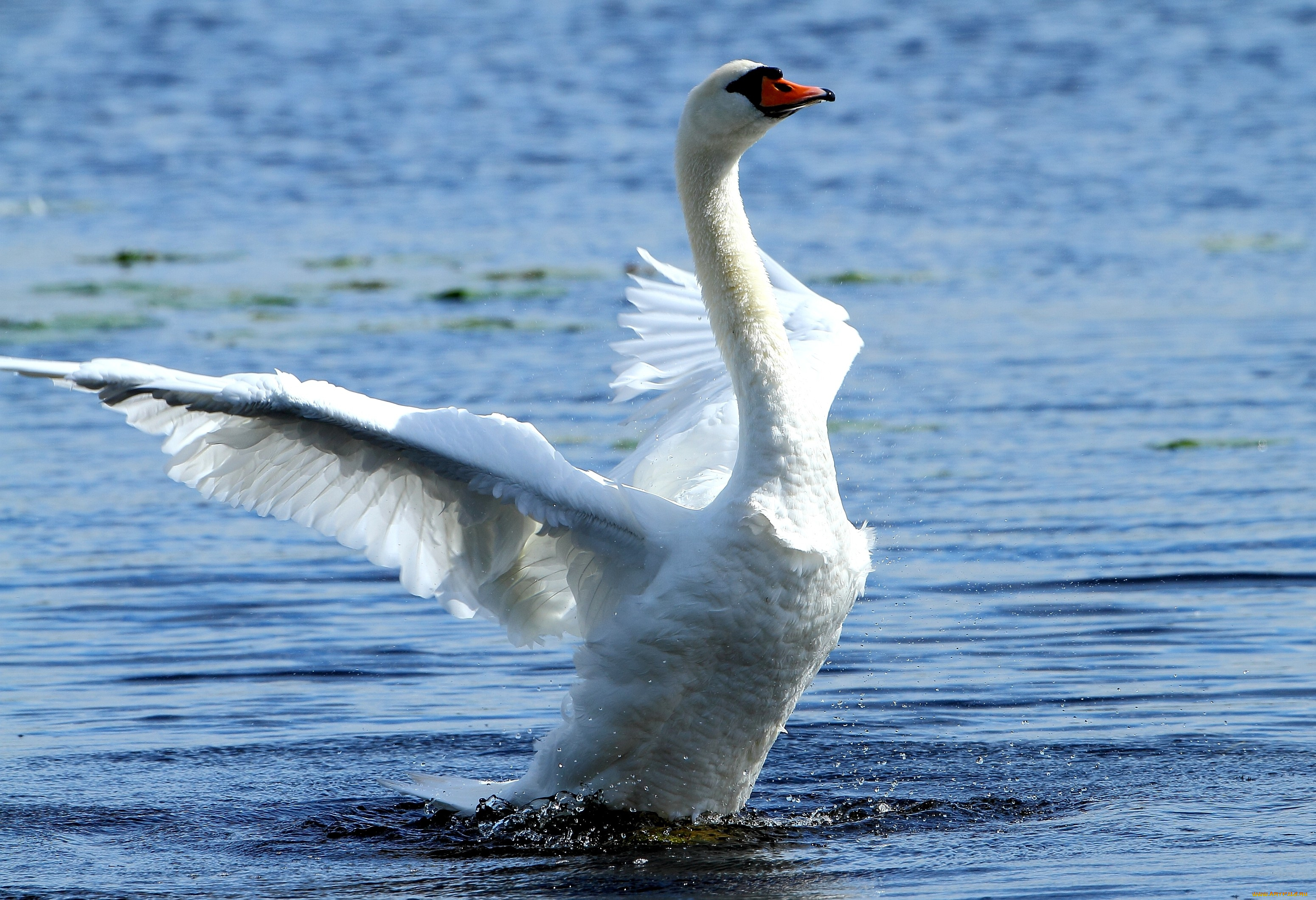 животные, лебеди, взмах, белый, крылья