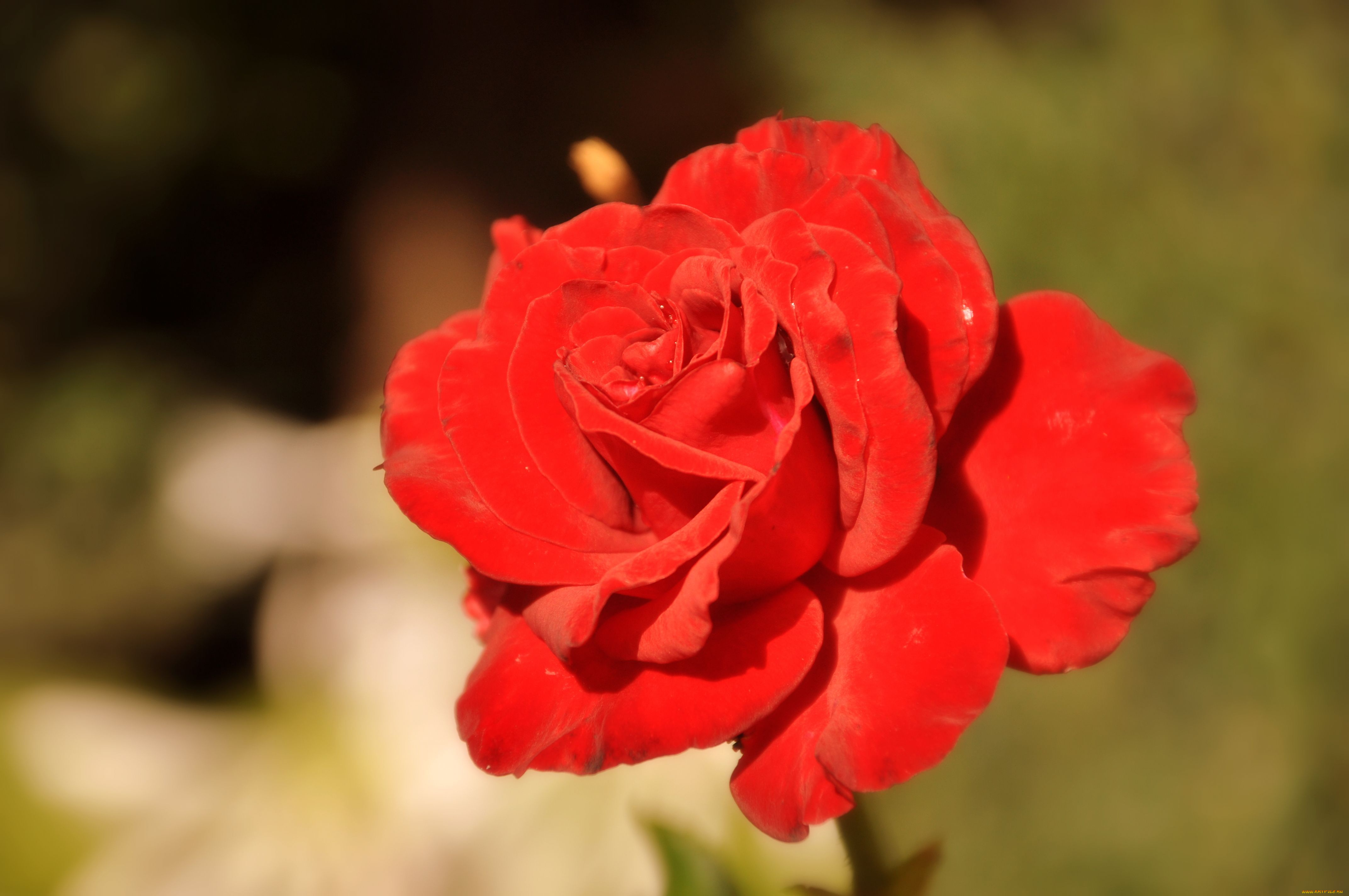 авт, nezabudka, fn, цветы, розы, бутон