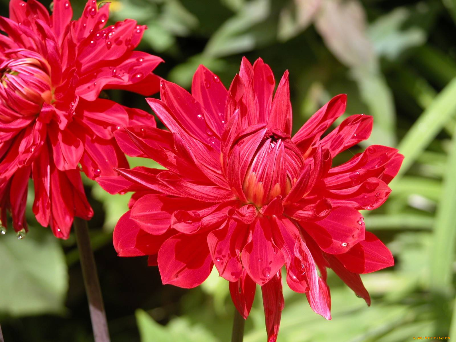 цветы, георгины