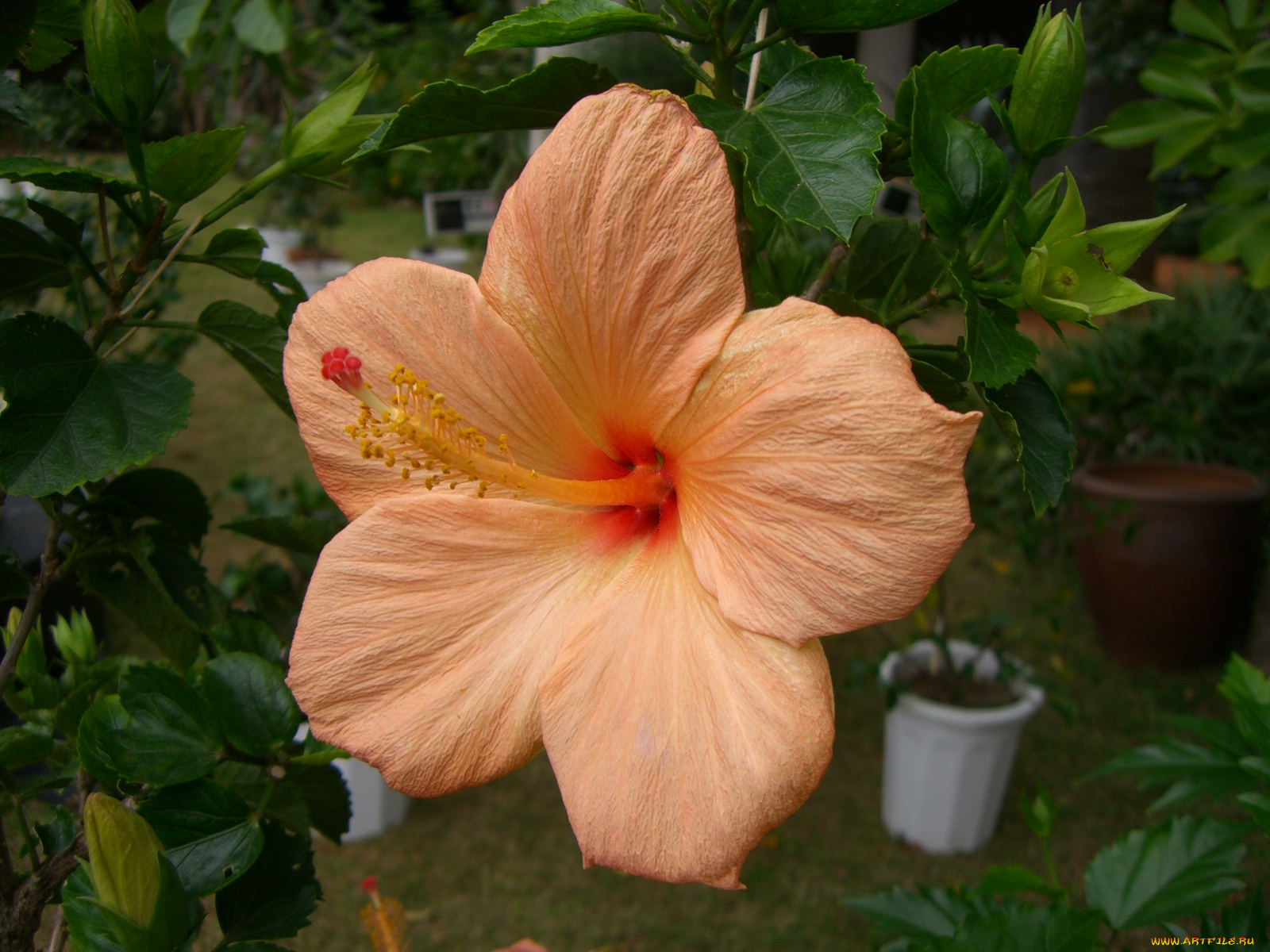 цветы, гибискусы