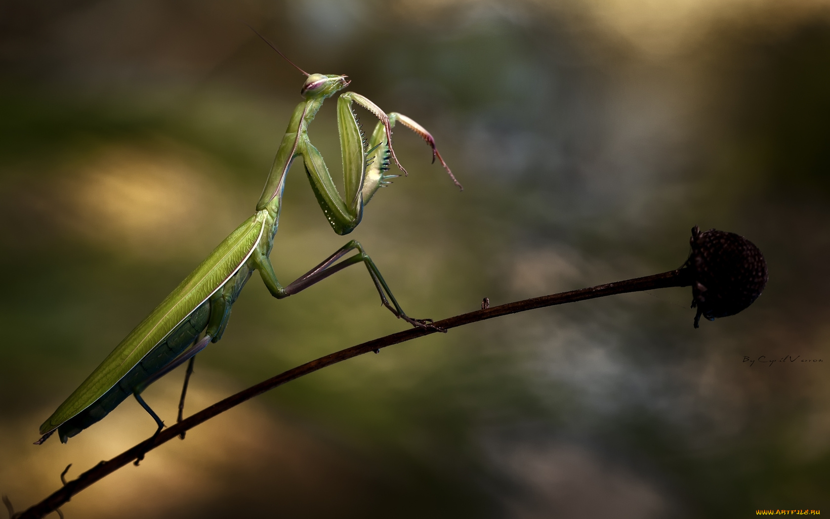 животные, богомолы, богомол, ветка