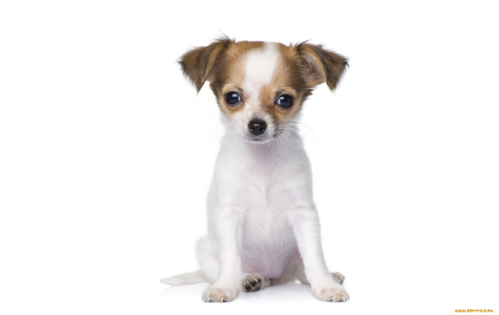 животные, собаки, чихуахуа, щенок